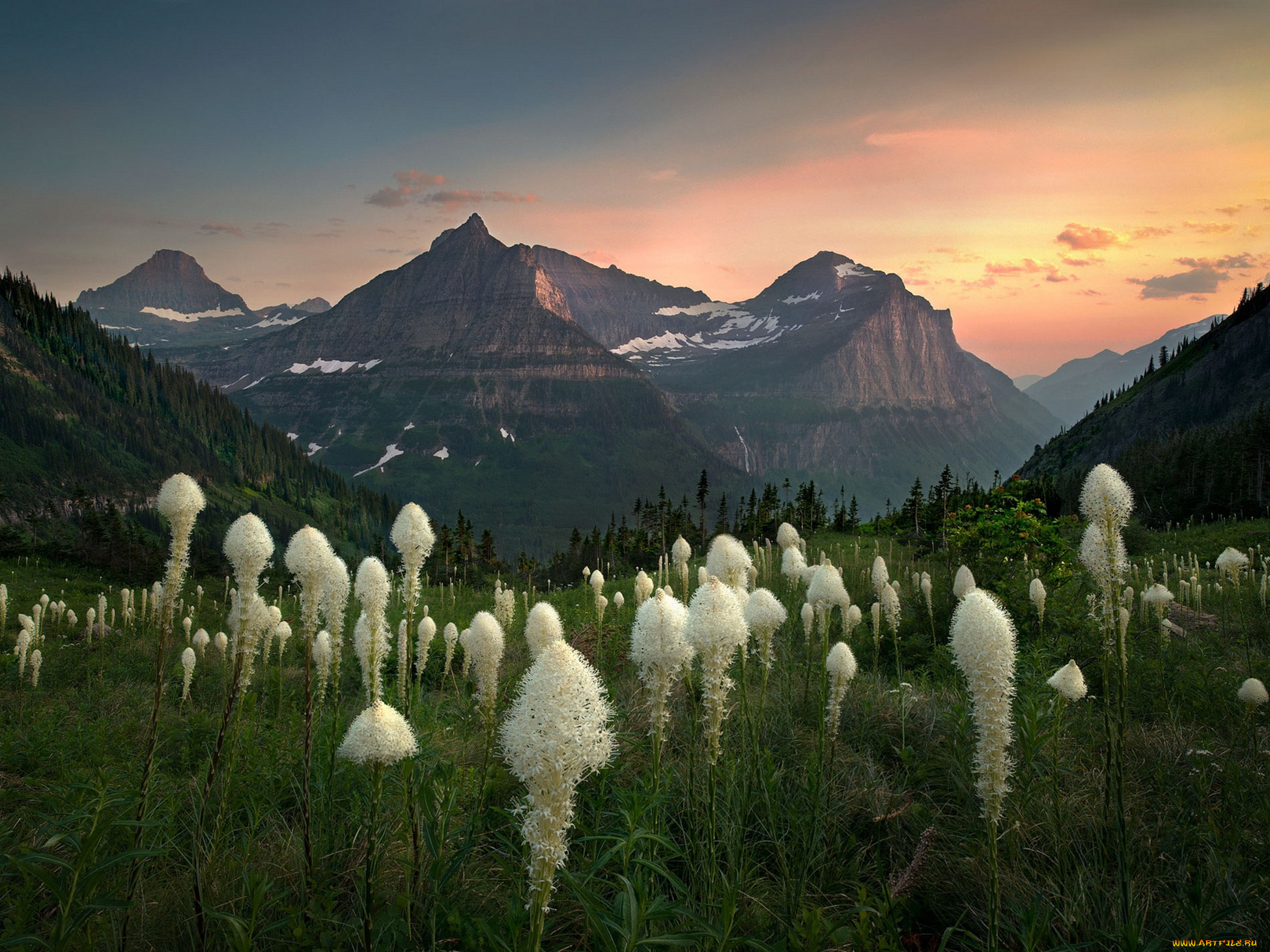 природа, луга, простор