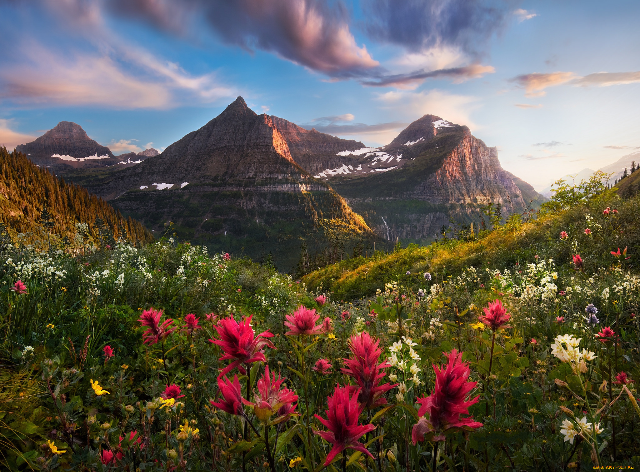 природа, луга, простор