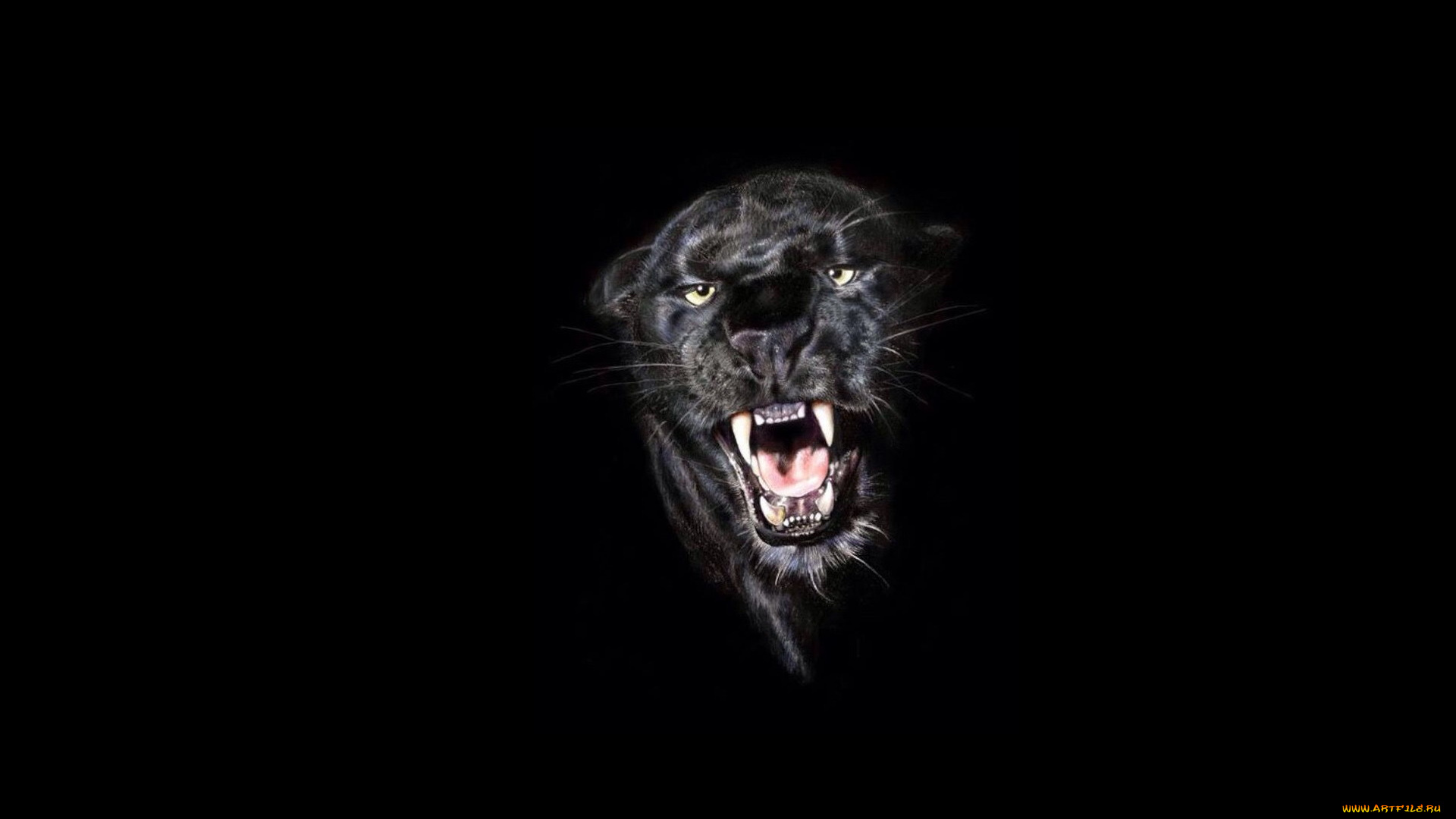 рисованное, животные, , пантеры, пантера, голова, оскал, рычание