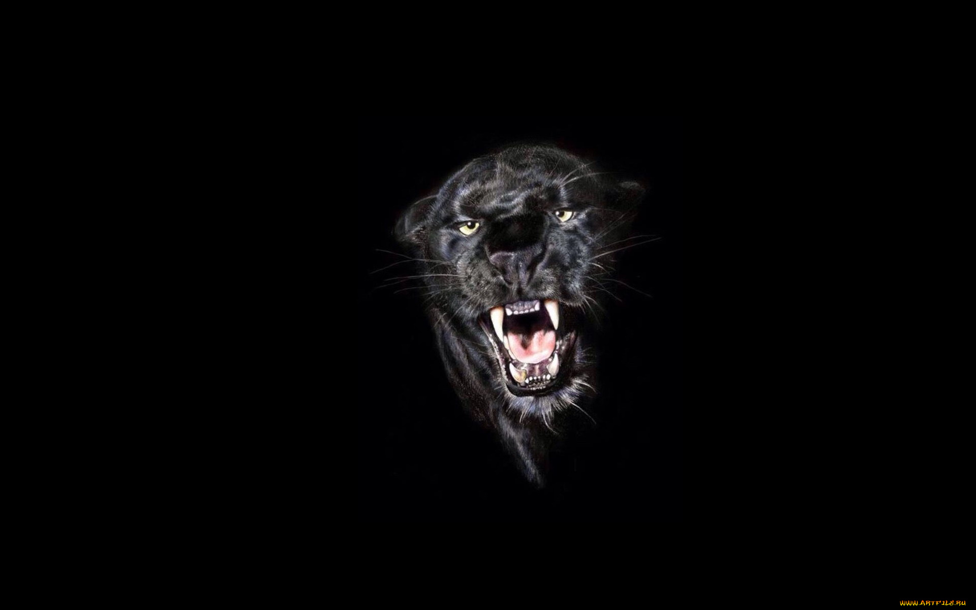 рисованное, животные, , пантеры, пантера, голова, оскал, рычание