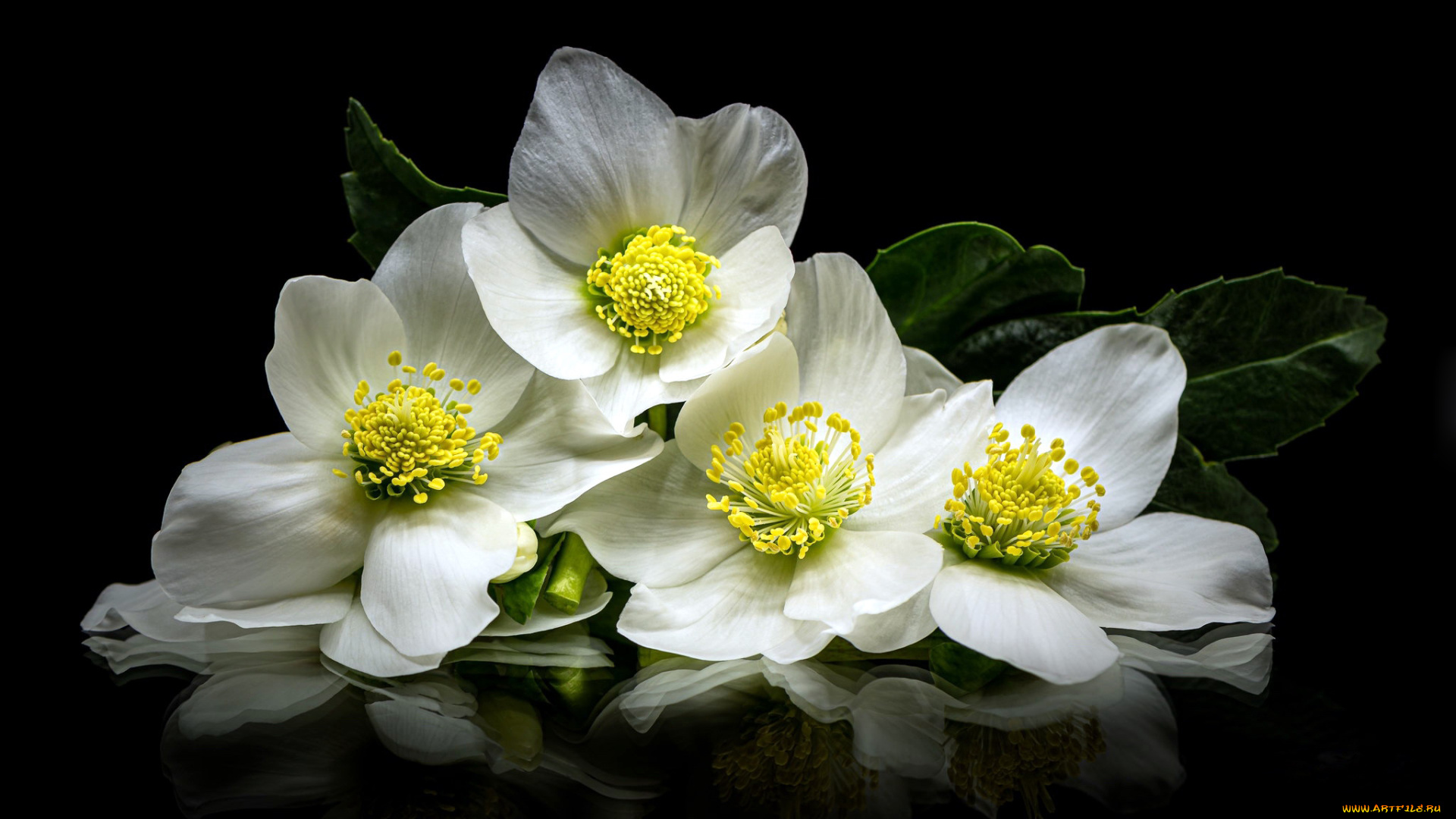 цветы, анемоны, , сон-трава, анемон