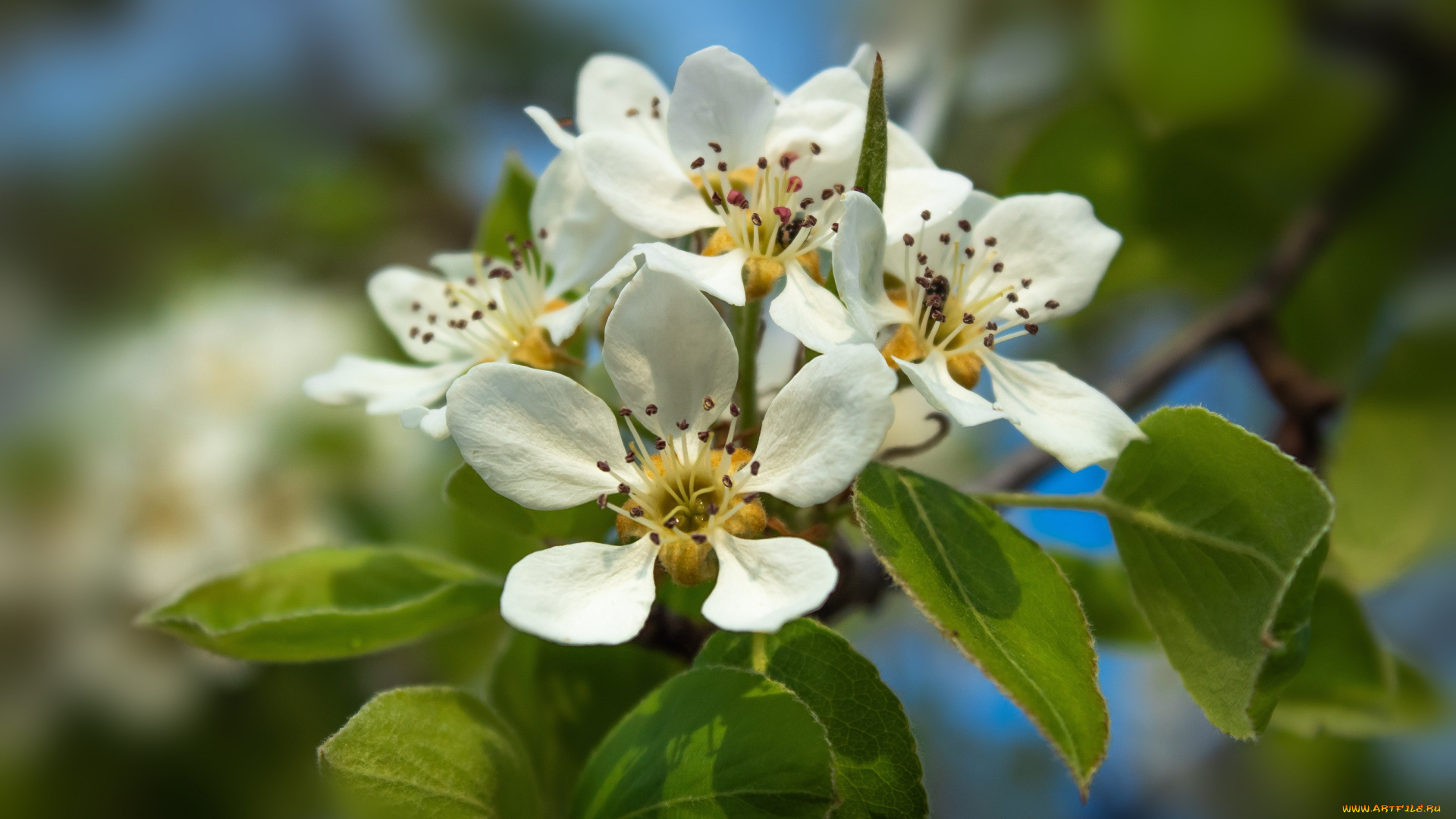 цветы, цветущие, деревья, , , кустарники, весна, ленц, пробуждение, природы, росток, дерево