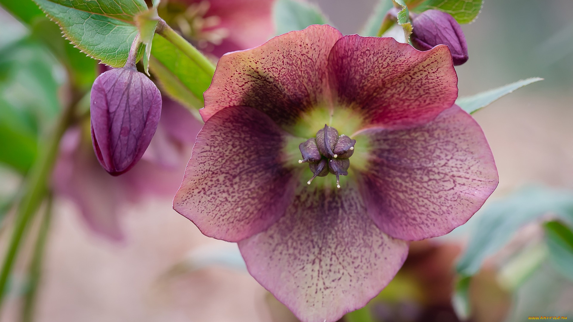 цветы, геллеборус, , морозник, макро