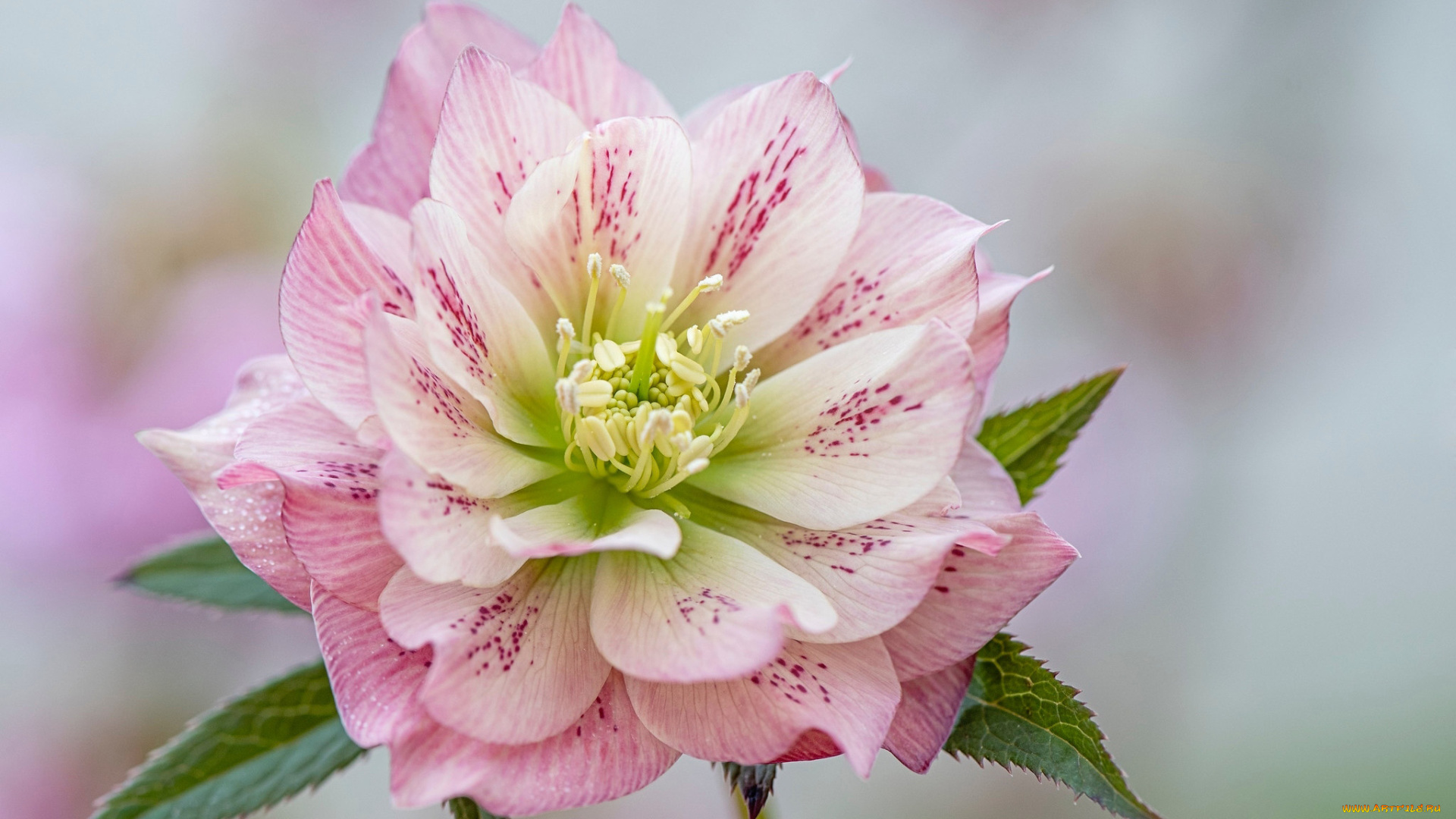 цветы, геллеборус, , морозник, макро