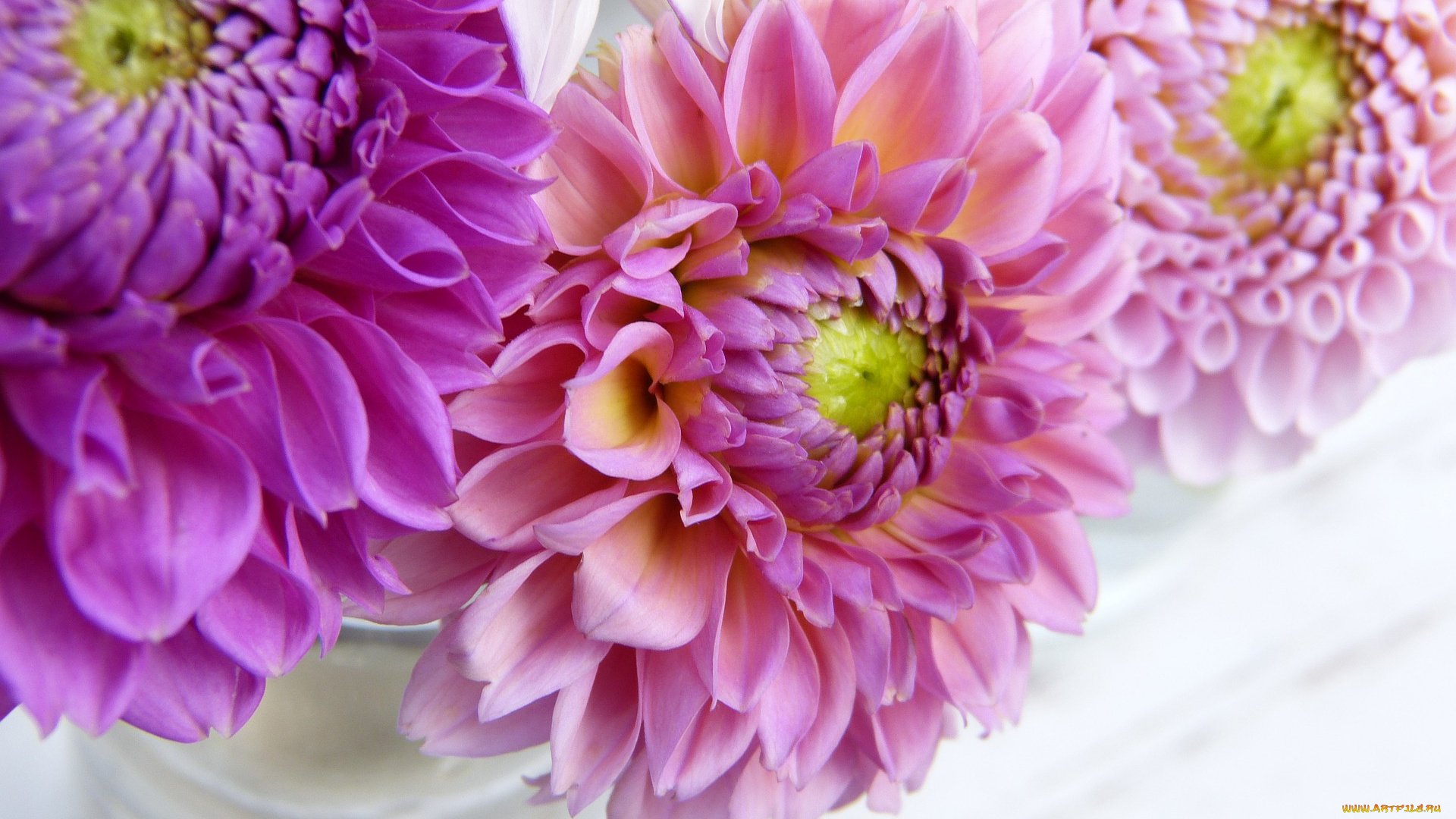 цветы, георгины, розовый, цветник