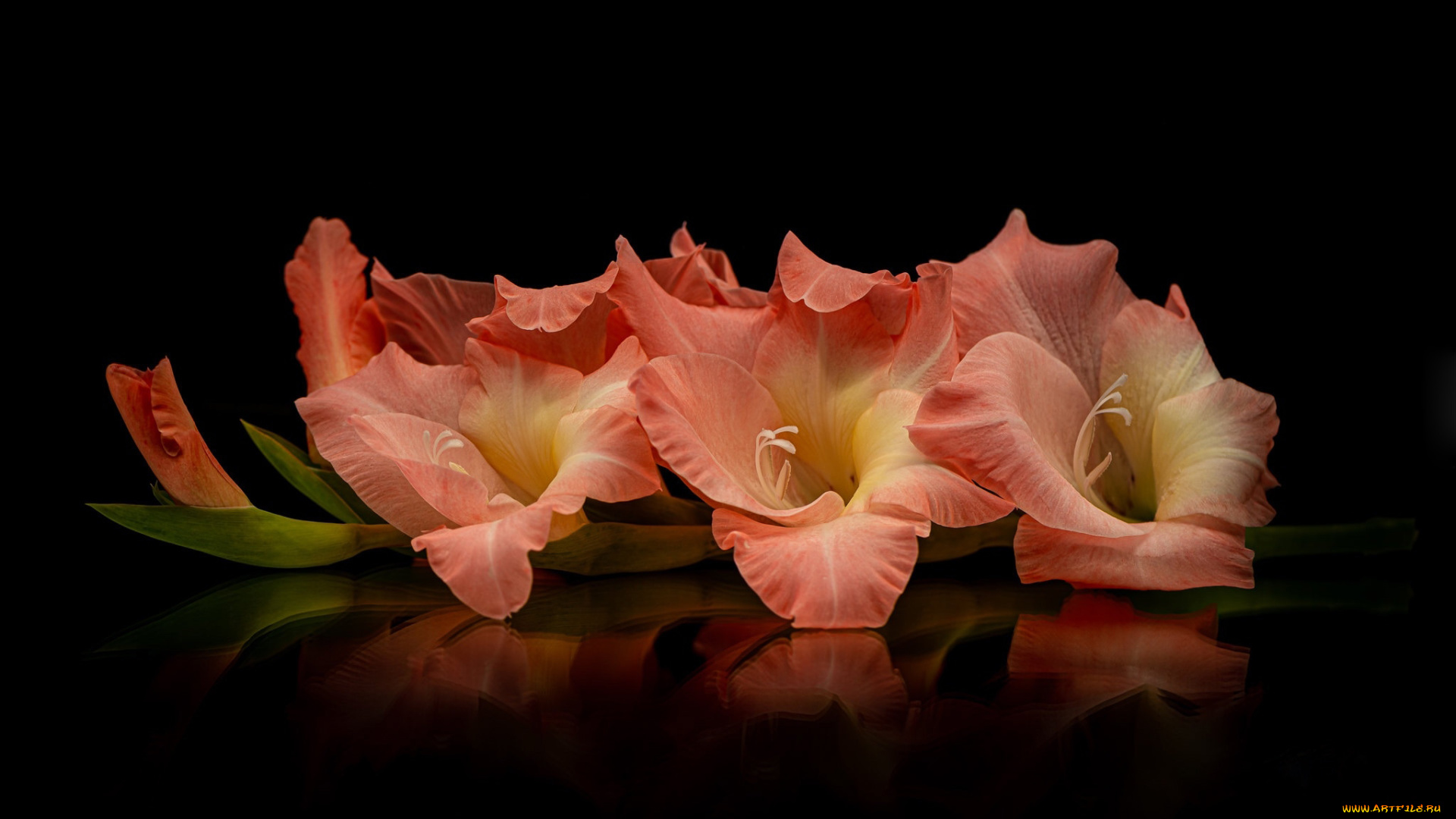 цветы, гладиолусы, отражение