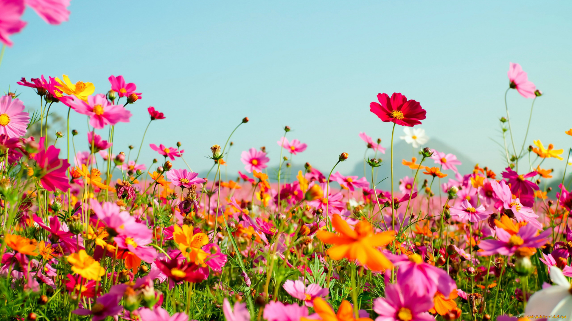 цветы, космея, луг, лето