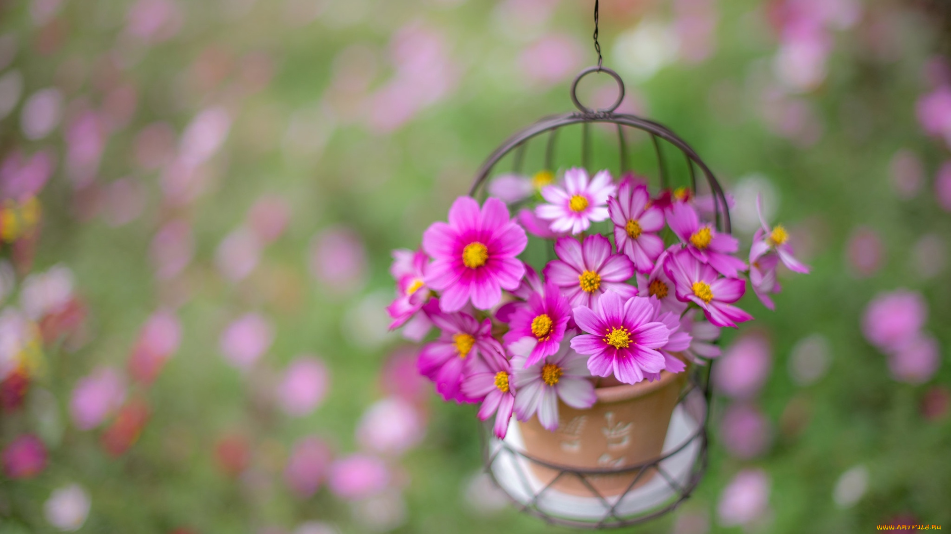 цветы, космея, розовый, букет