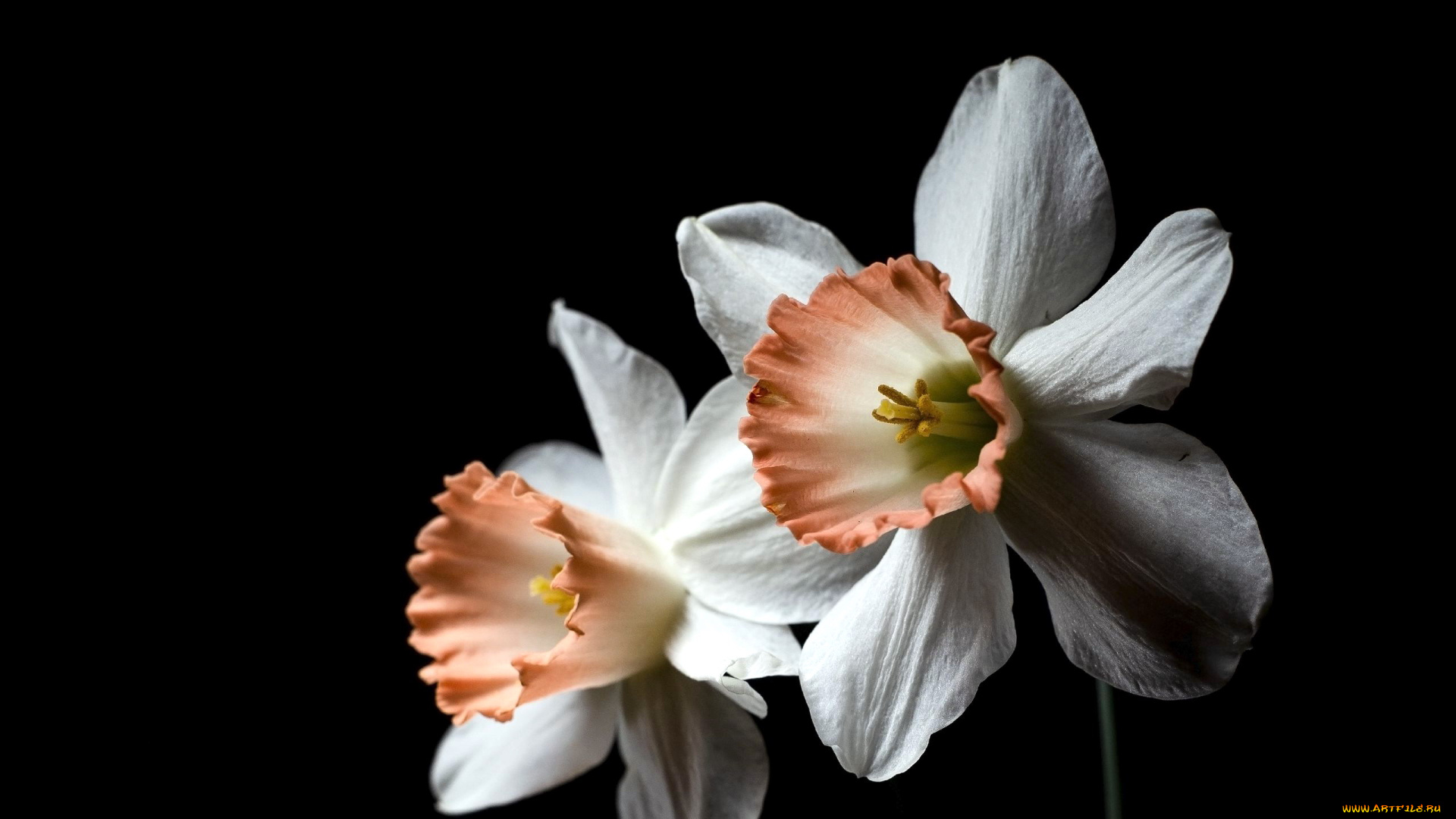 цветы, нарциссы, белый