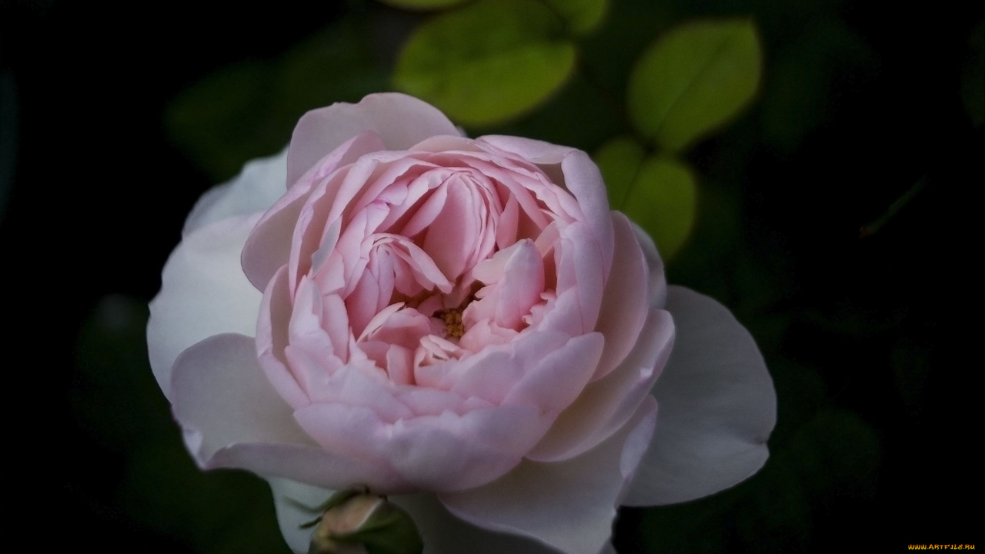 цветы, розы, макро