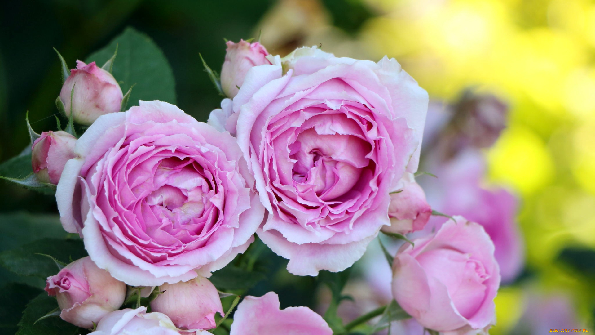 цветы, розы, розовые, бутоны