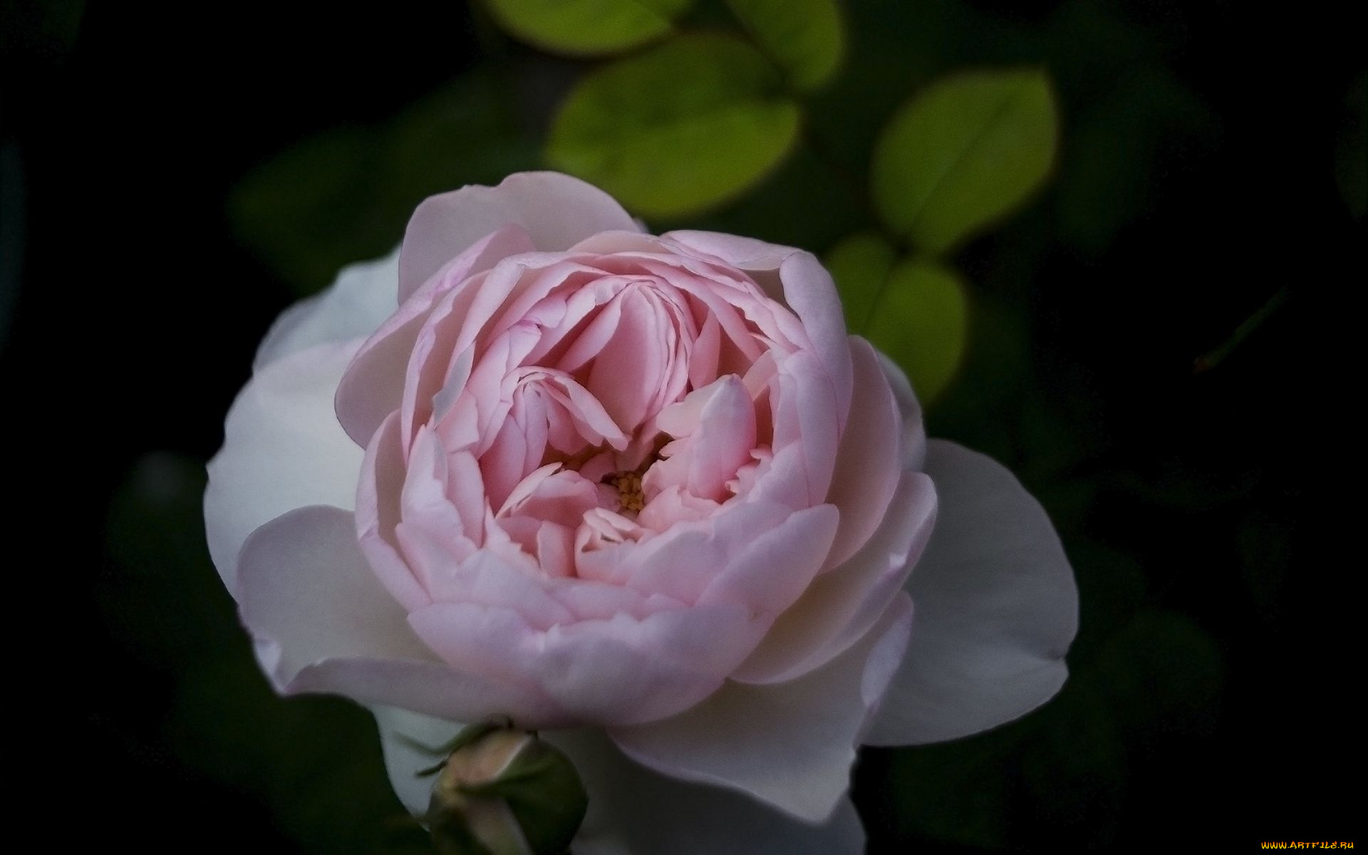 цветы, розы, макро