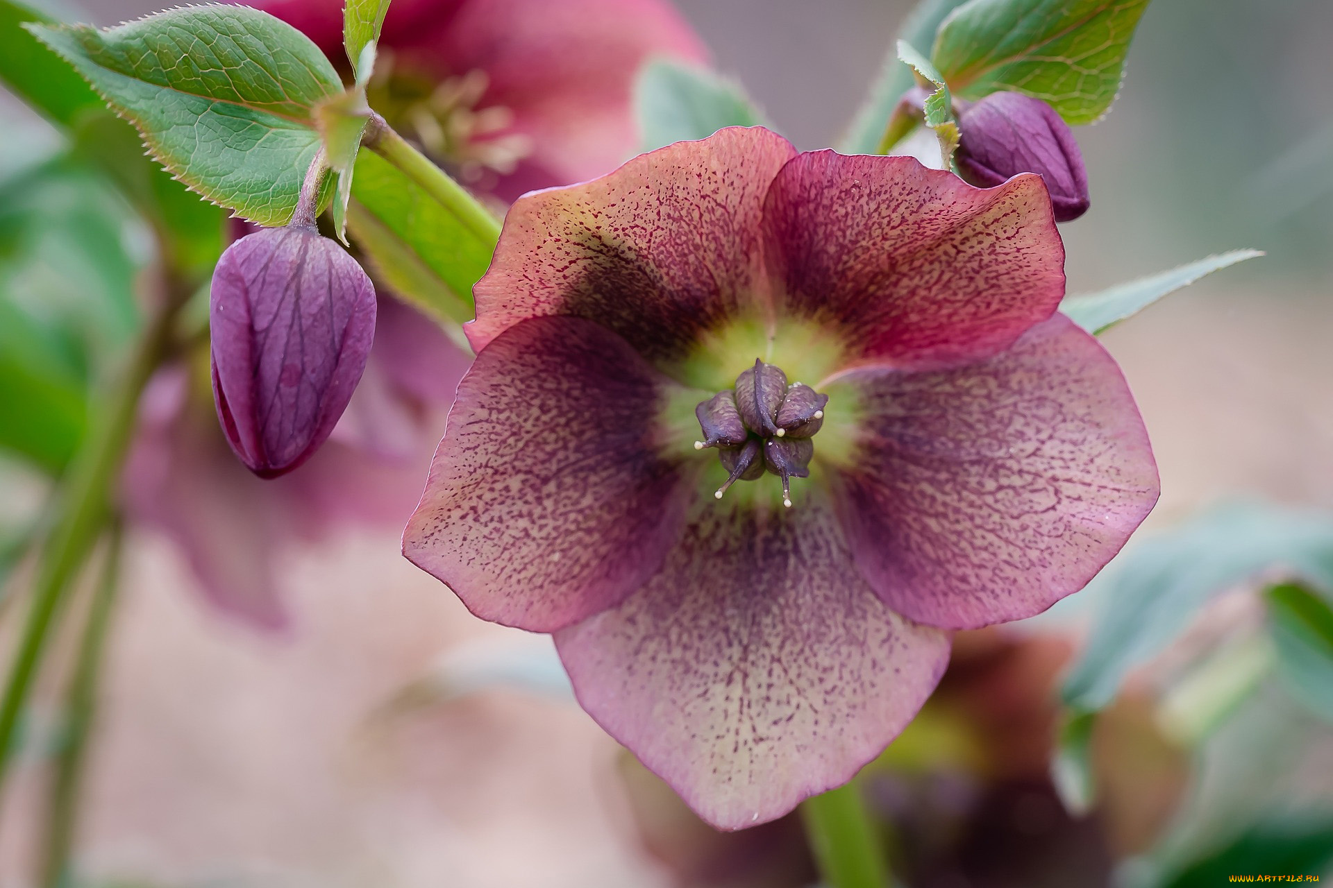 цветы, геллеборус, , морозник, макро