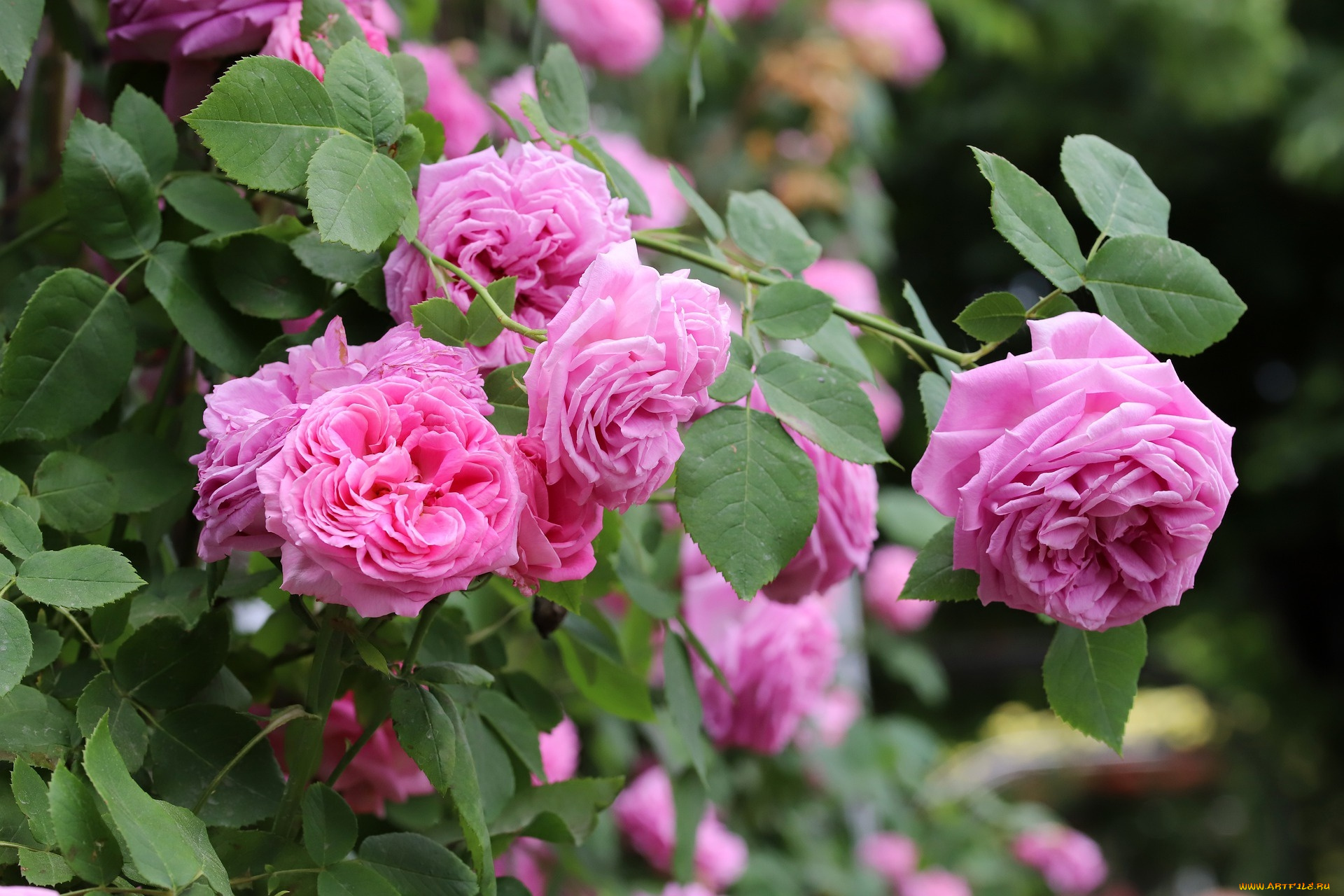 цветы, розы, розовый, куст