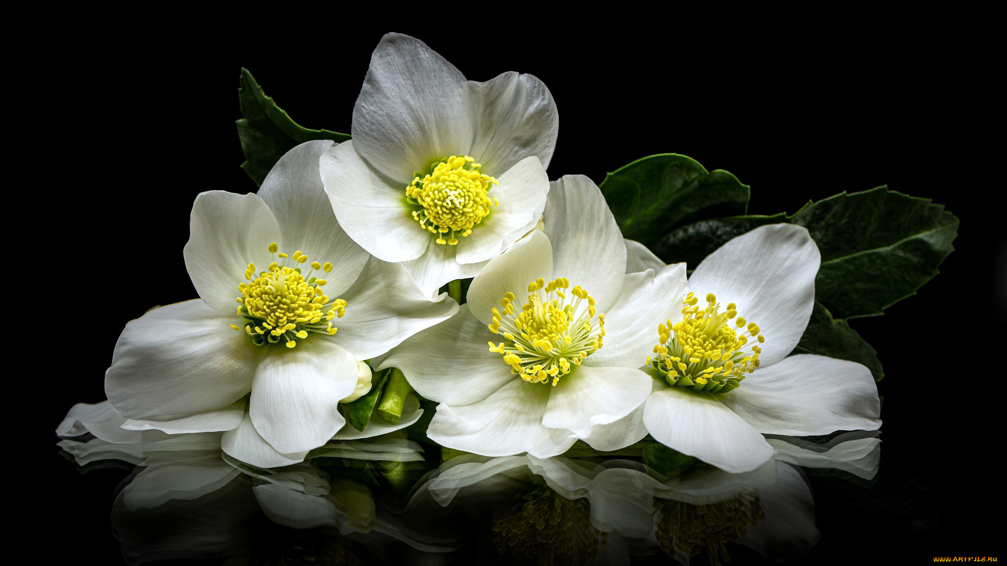 цветы, анемоны, , сон-трава, анемон