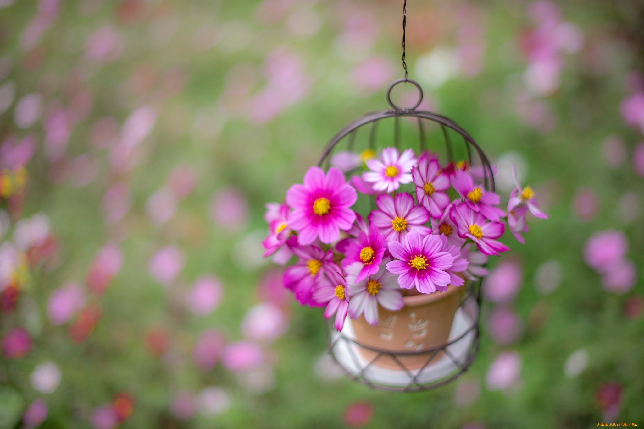 цветы, космея, розовый, букет