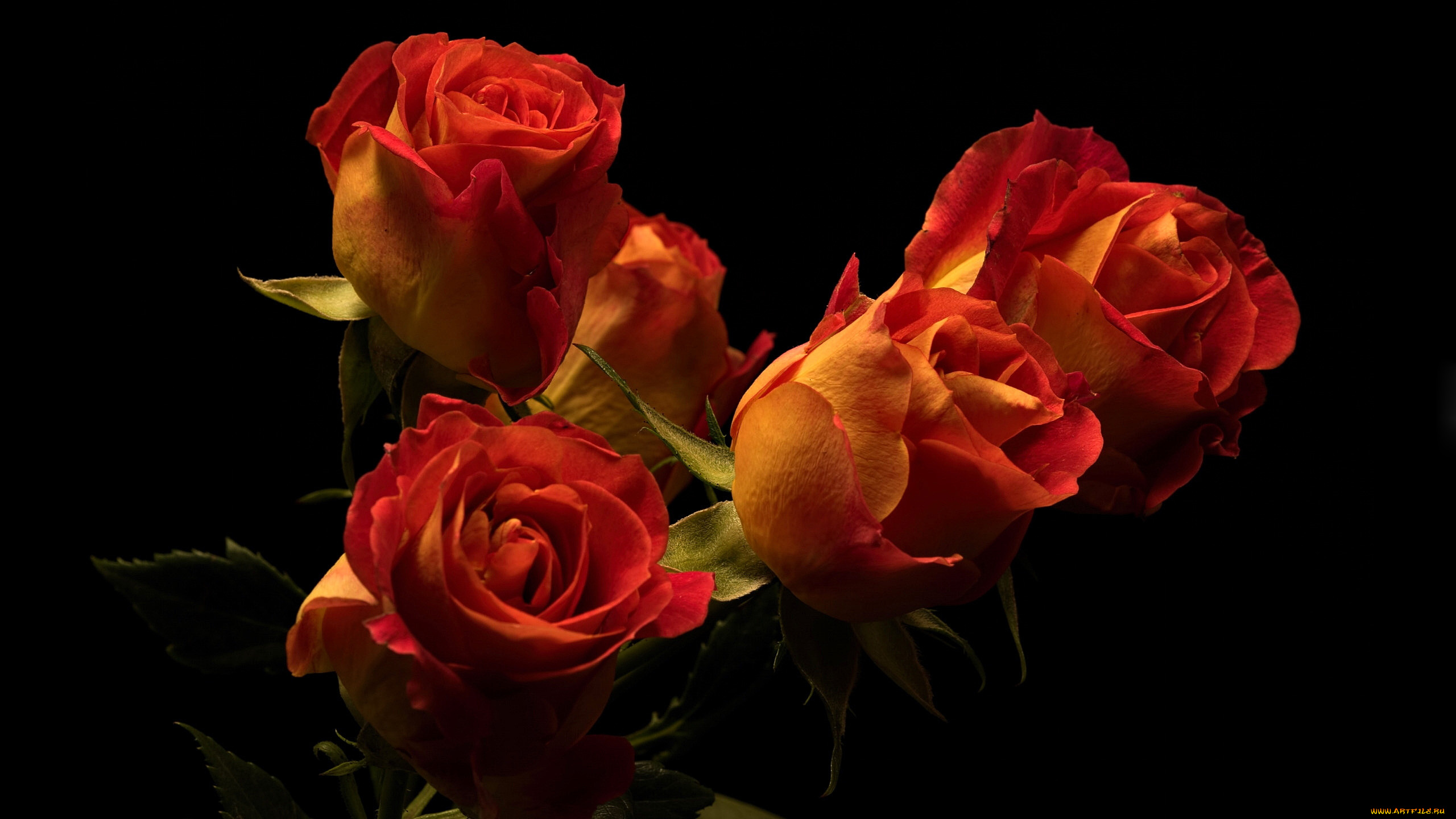 цветы, розы, бутоны