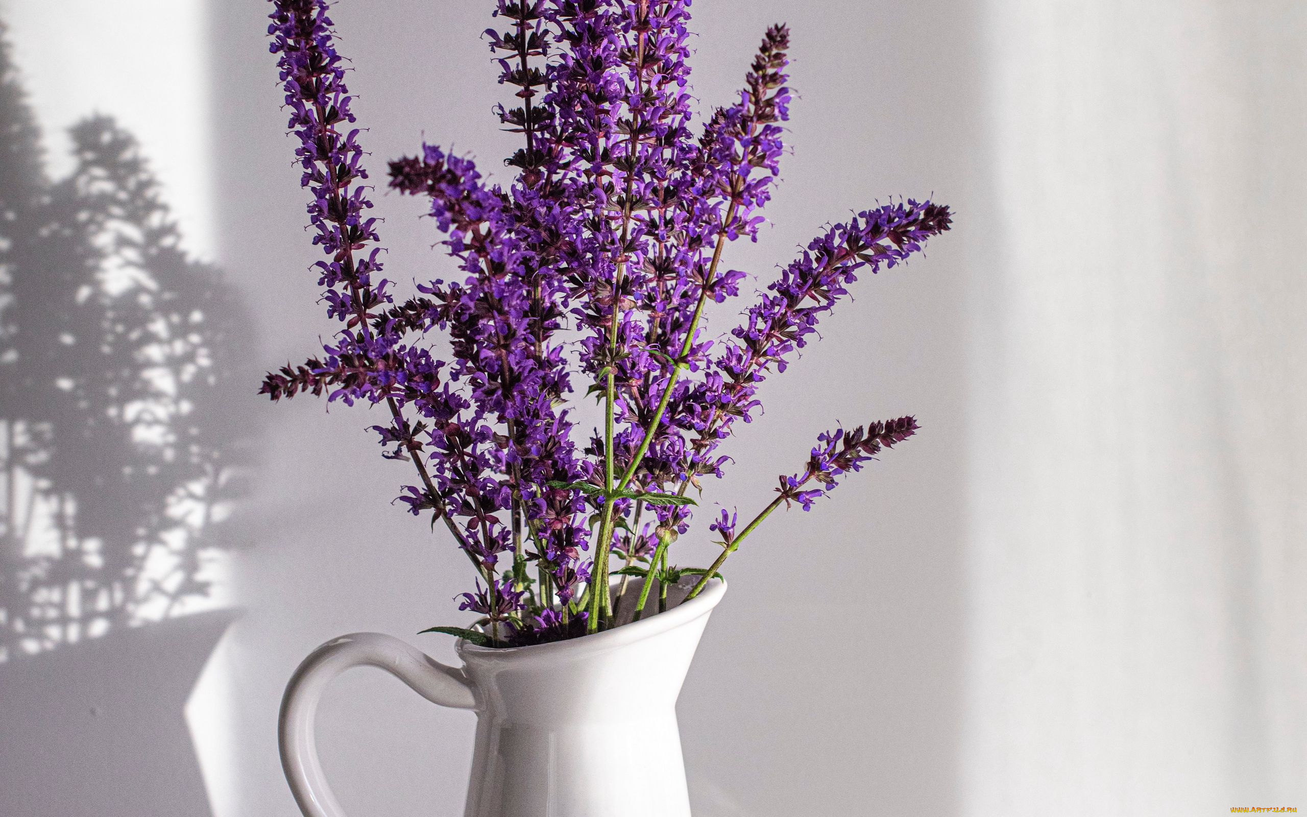 цветы, лаванда, кувшин, лиловый