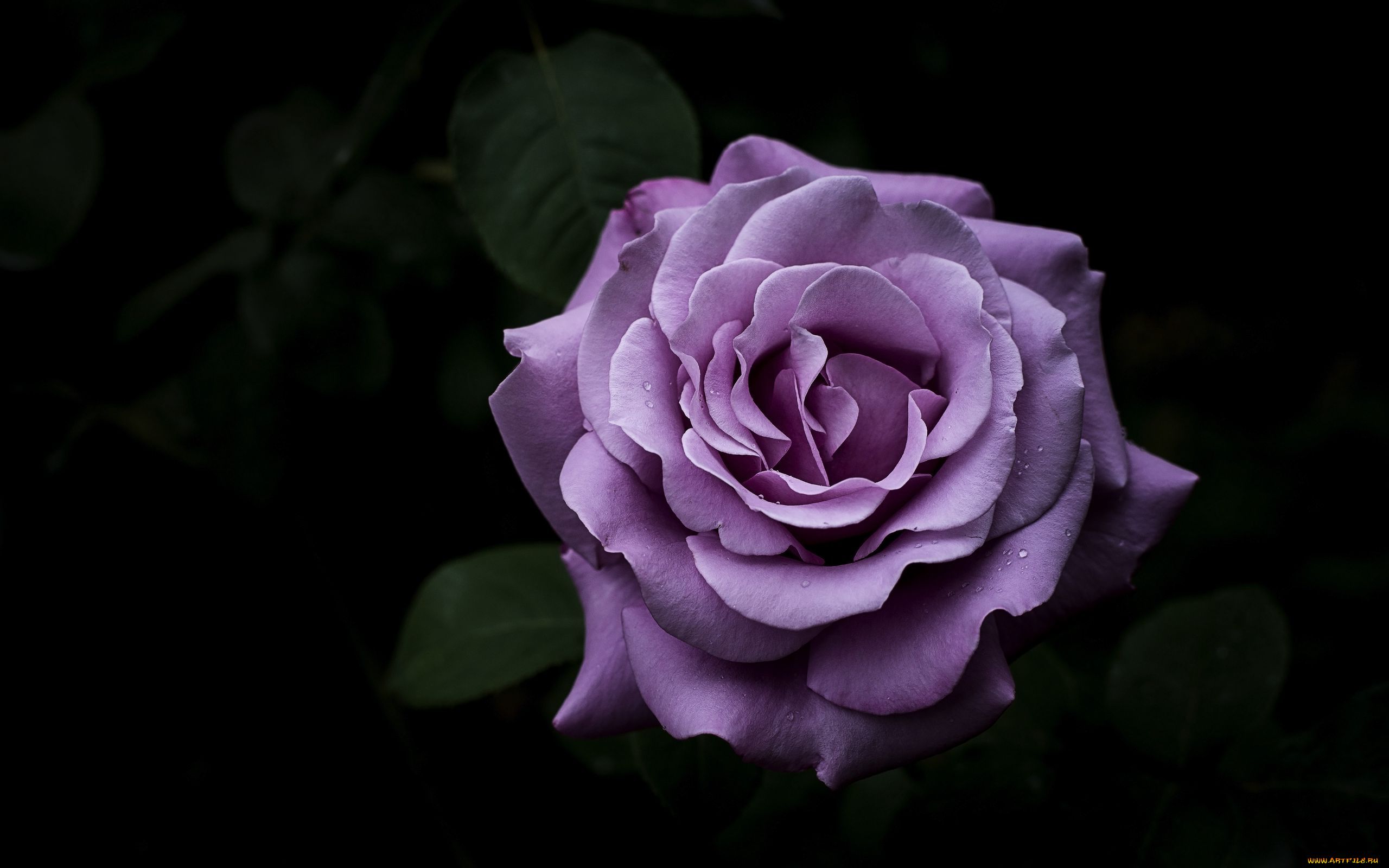 цветы, розы, макро, капли