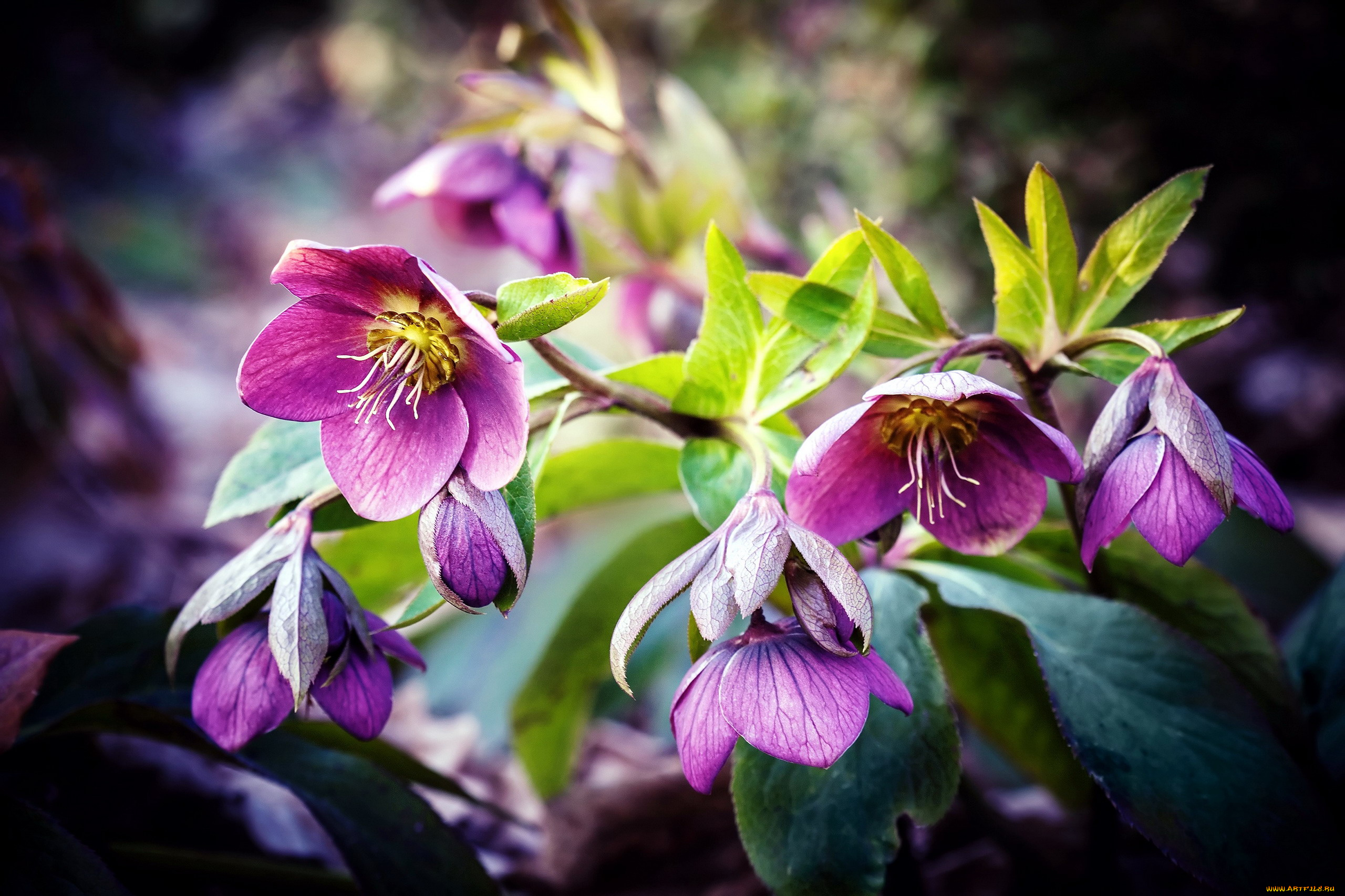 цветы, геллеборус, , морозник, сиреневый