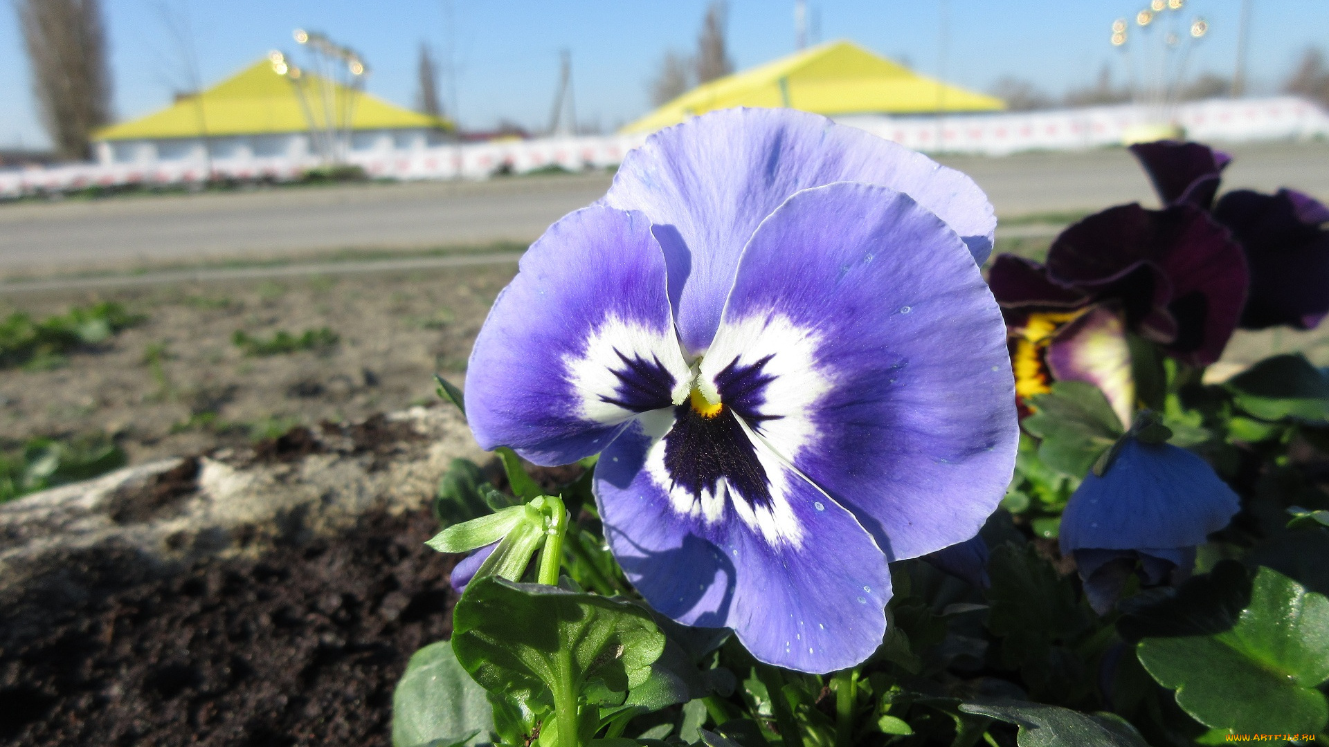 цветы, анютины, глазки, , садовые, фиалки, анютины, глазки