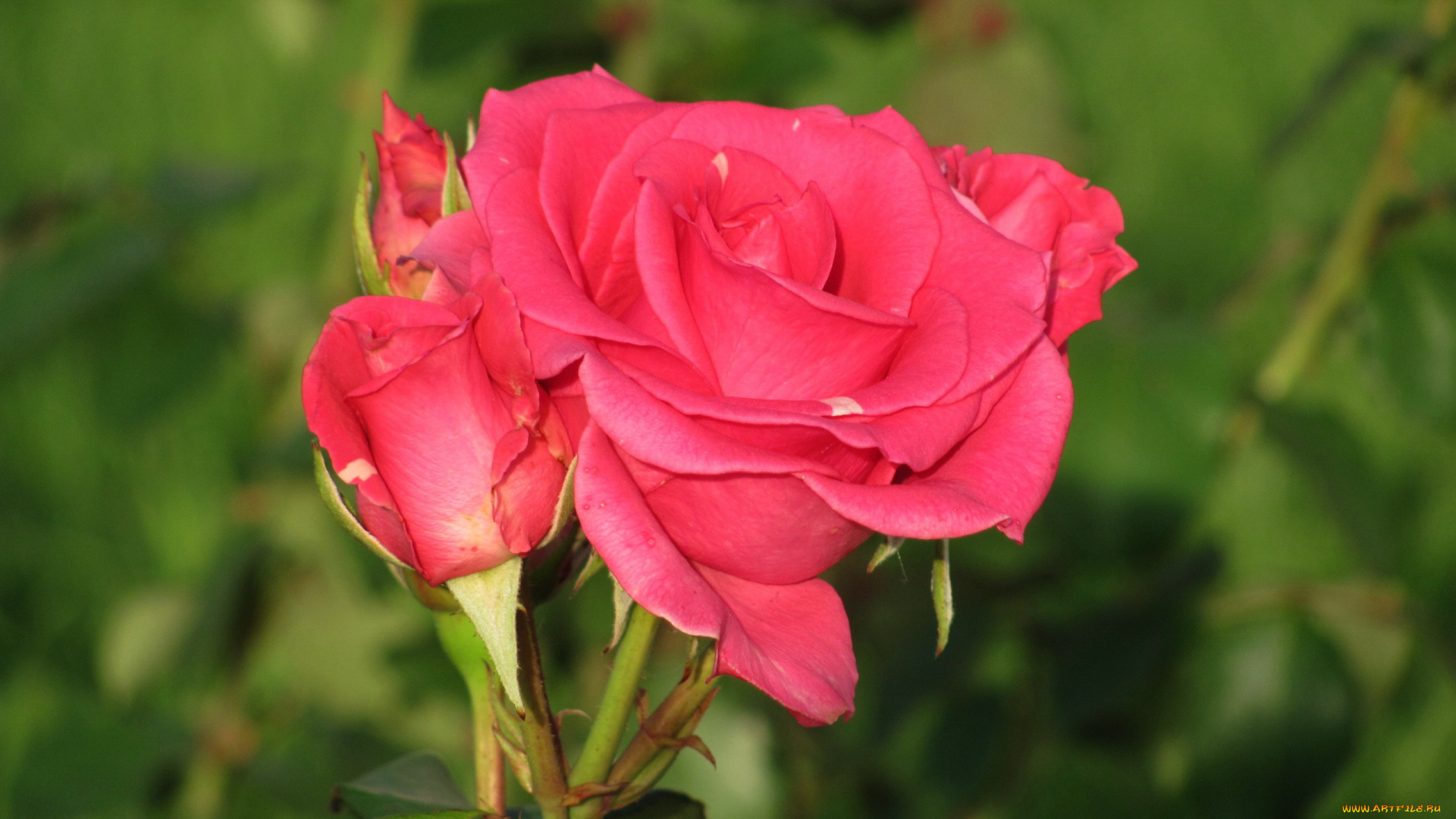 цветы, розы, розовая, роза, бутоны