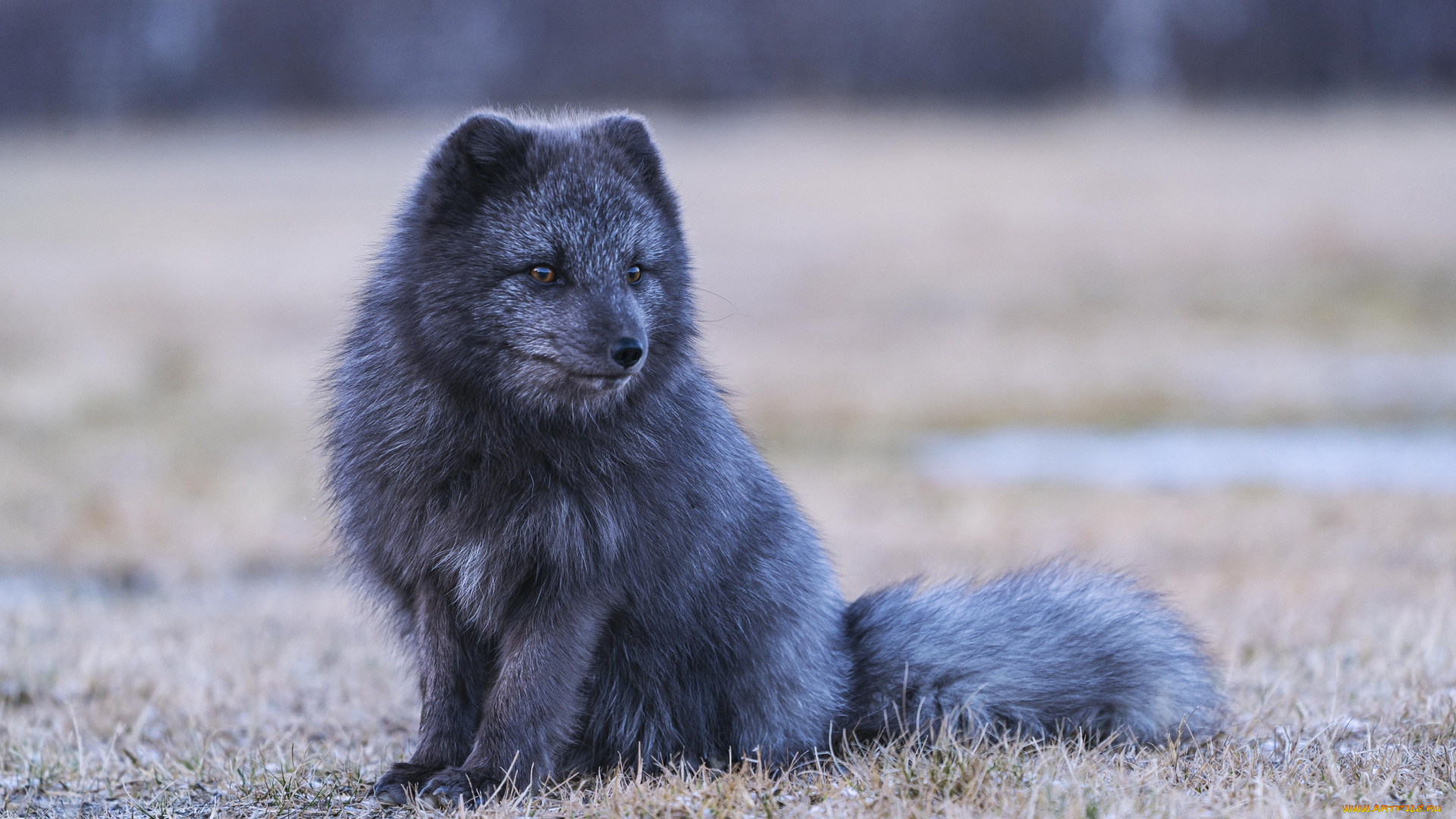 животные, лисы, лисица, 4k, дикая, природа, хищники, чернобурка, vulpes