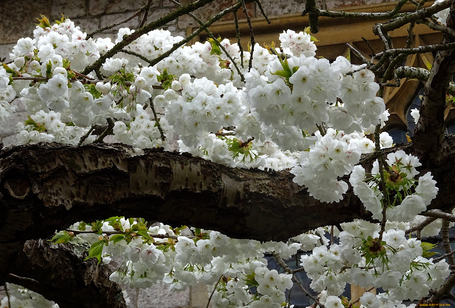 цветы, цветущие, деревья, , , кустарники, весна, цветущее, плодовое, дерево