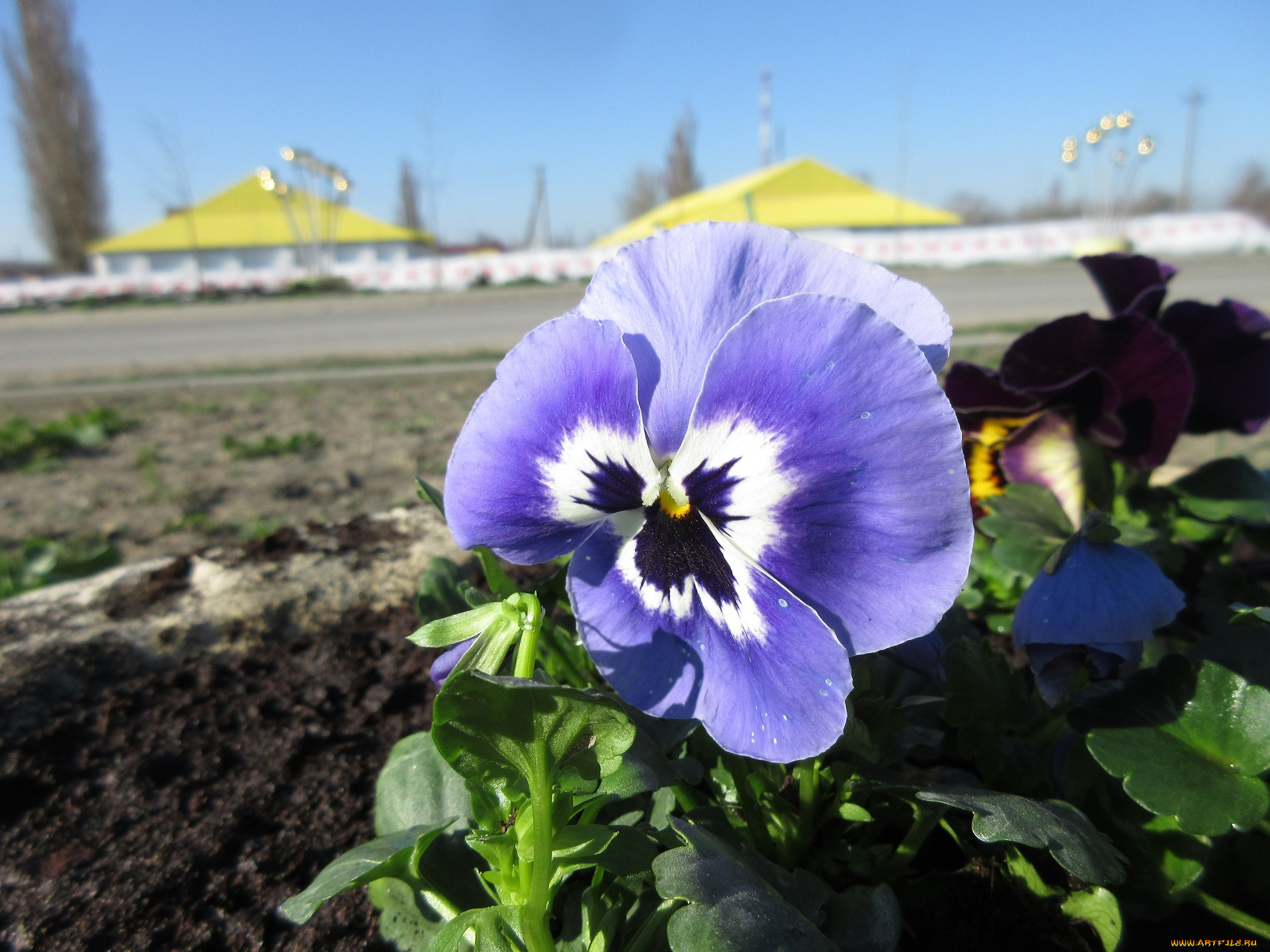 цветы, анютины, глазки, , садовые, фиалки, анютины, глазки