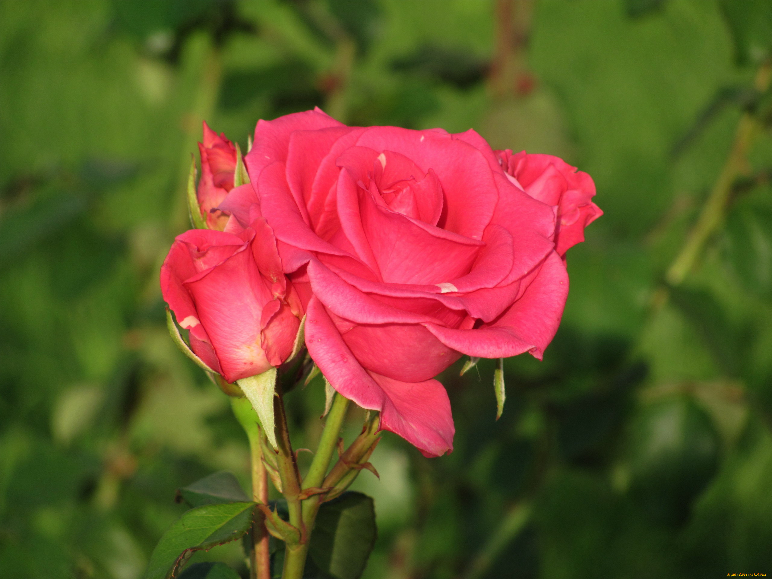 цветы, розы, розовая, роза, бутоны