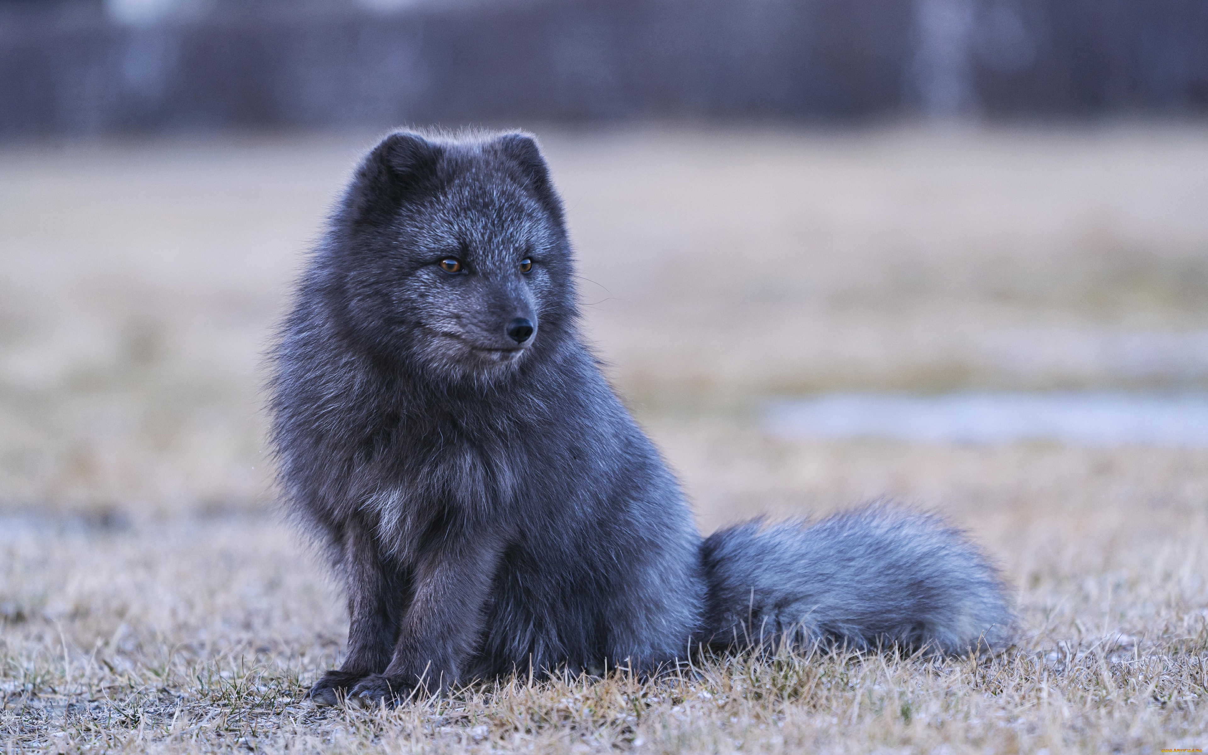 животные, лисы, лисица, 4k, дикая, природа, хищники, чернобурка, vulpes