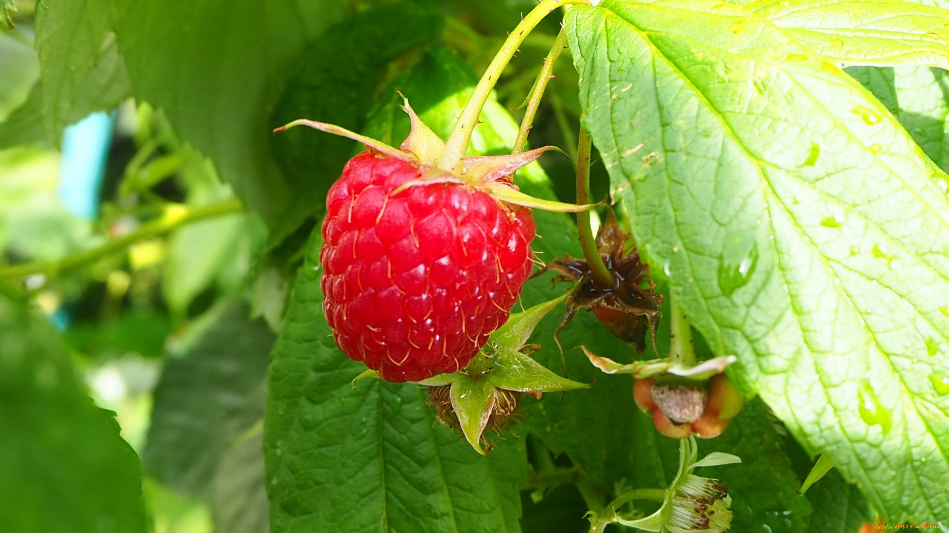 природа, ягоды, малина