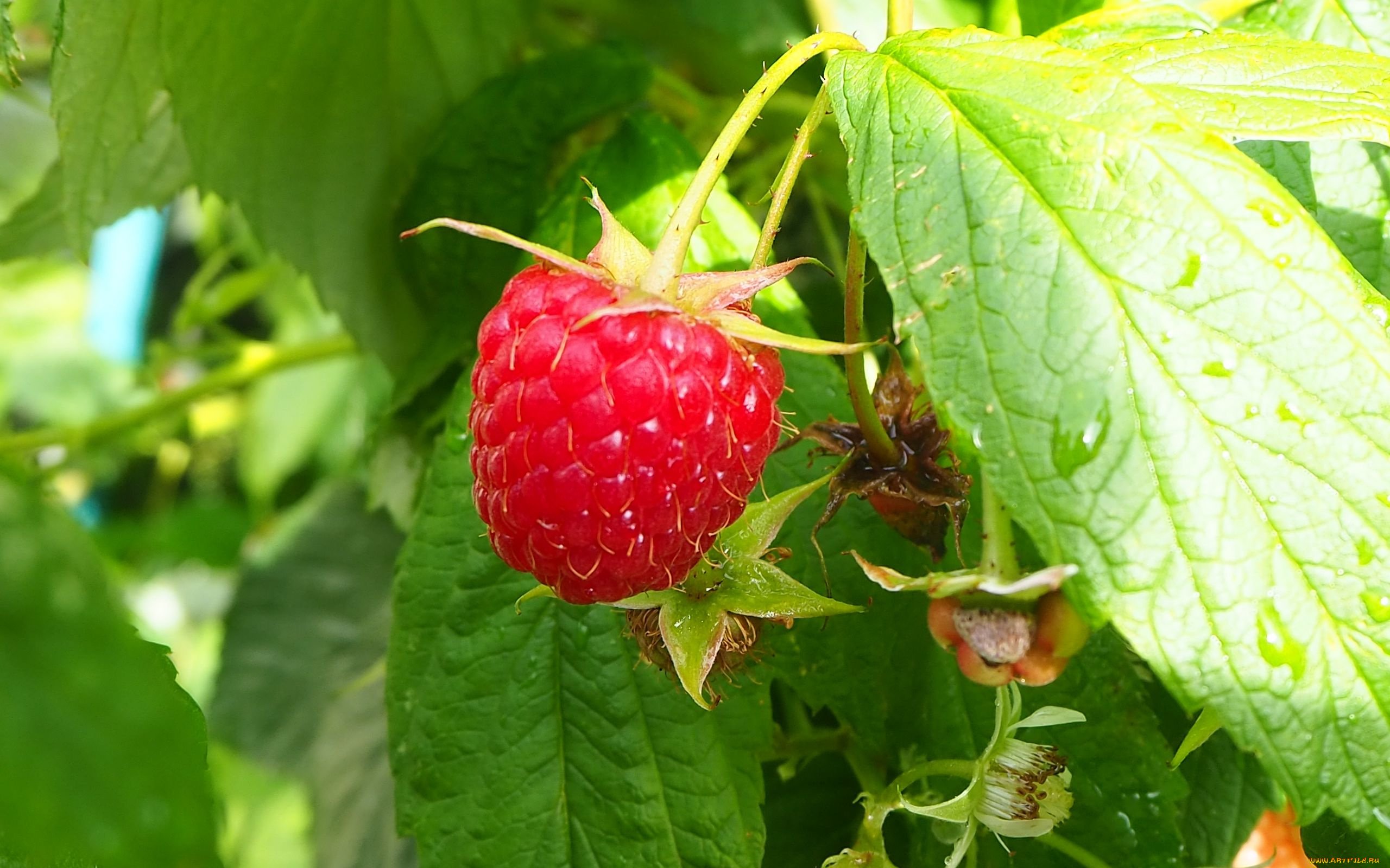 природа, ягоды, малина