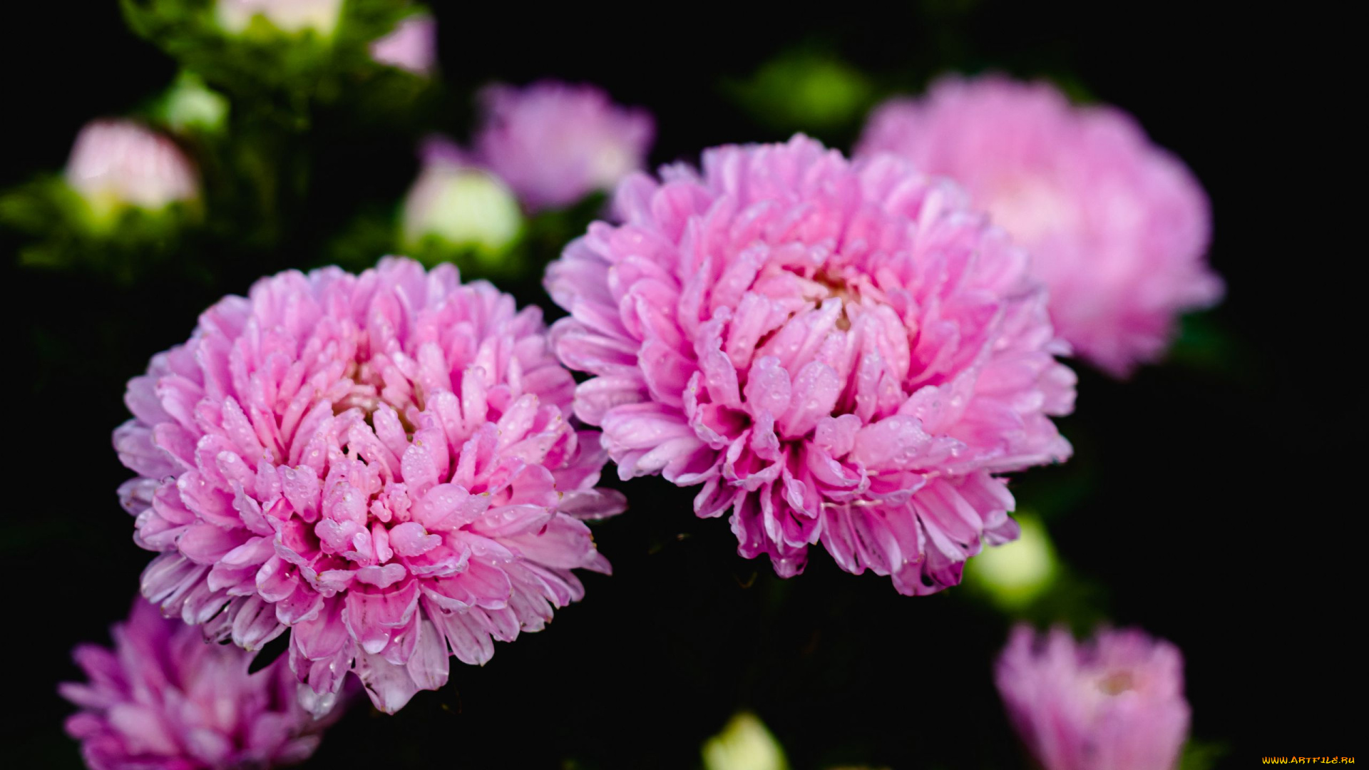 цветы, астры, розовые, макро, капли