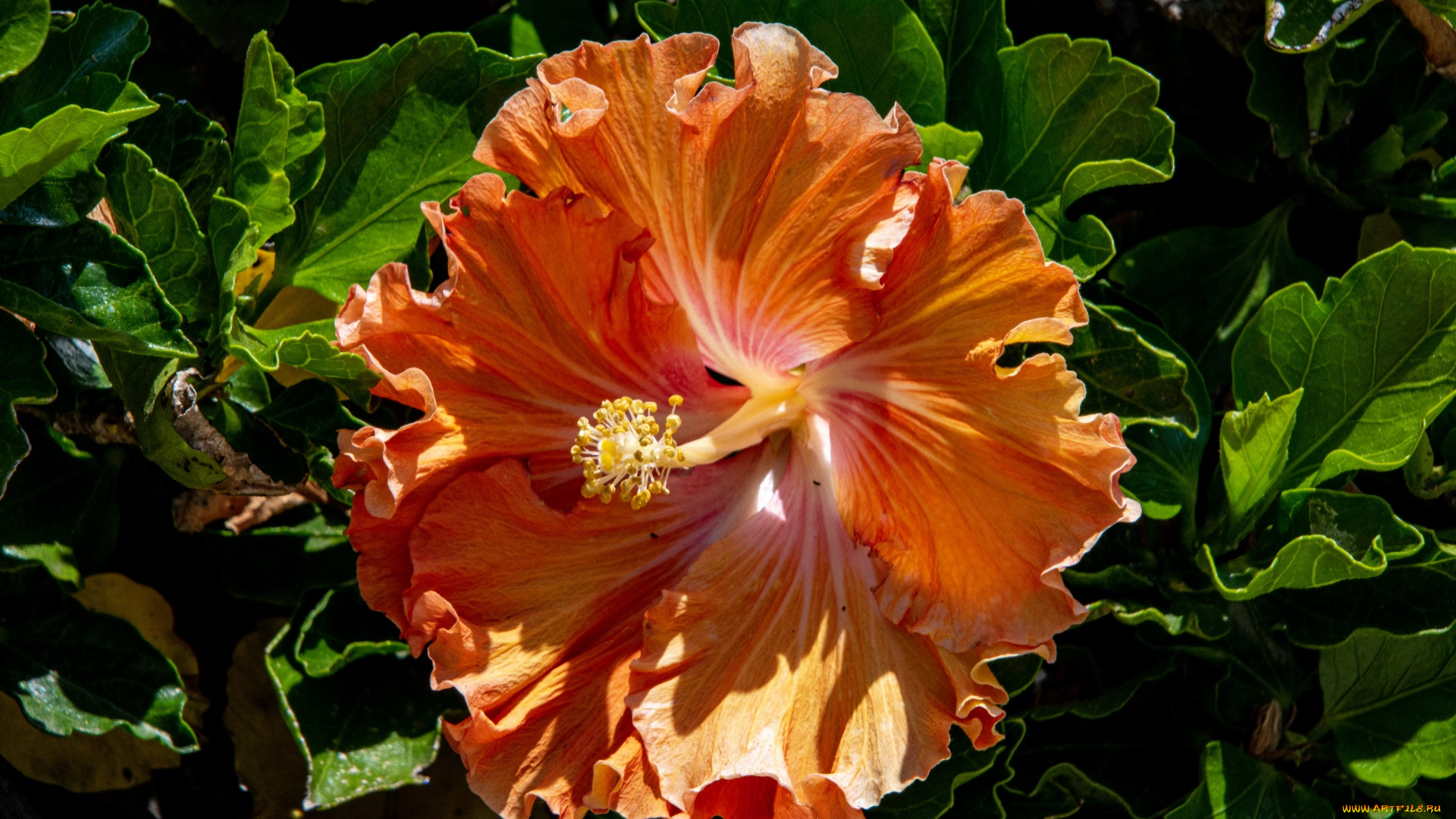 цветы, гибискусы, оранжевый, гибискус, макро