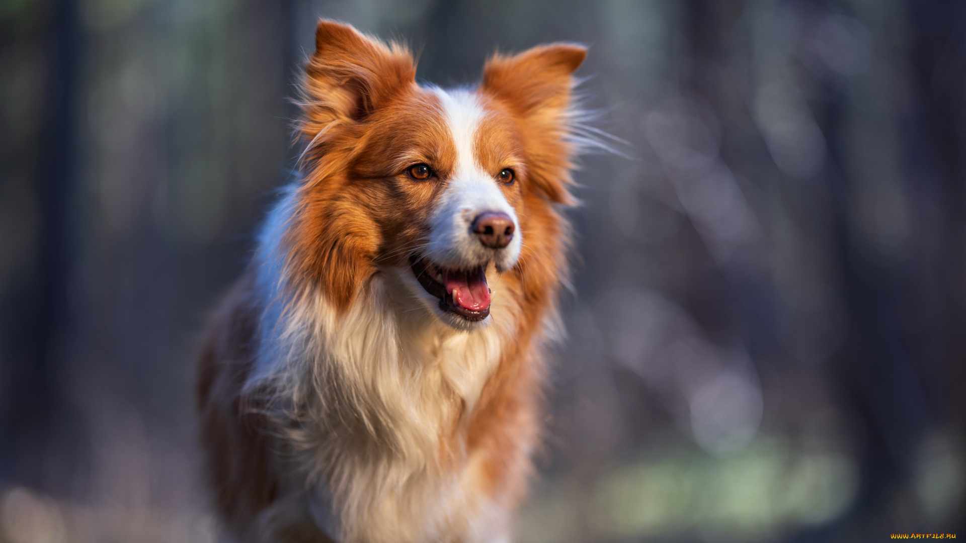 животные, собаки, собака