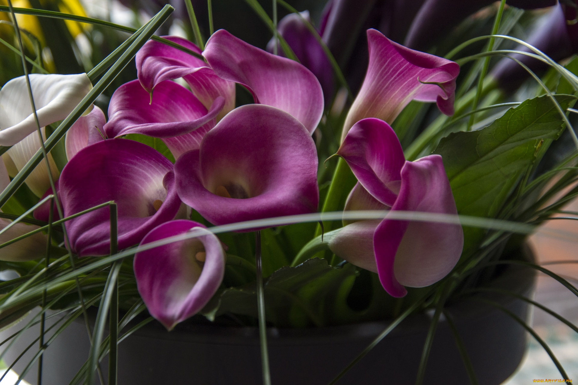 цветы, каллы, лиловые, много