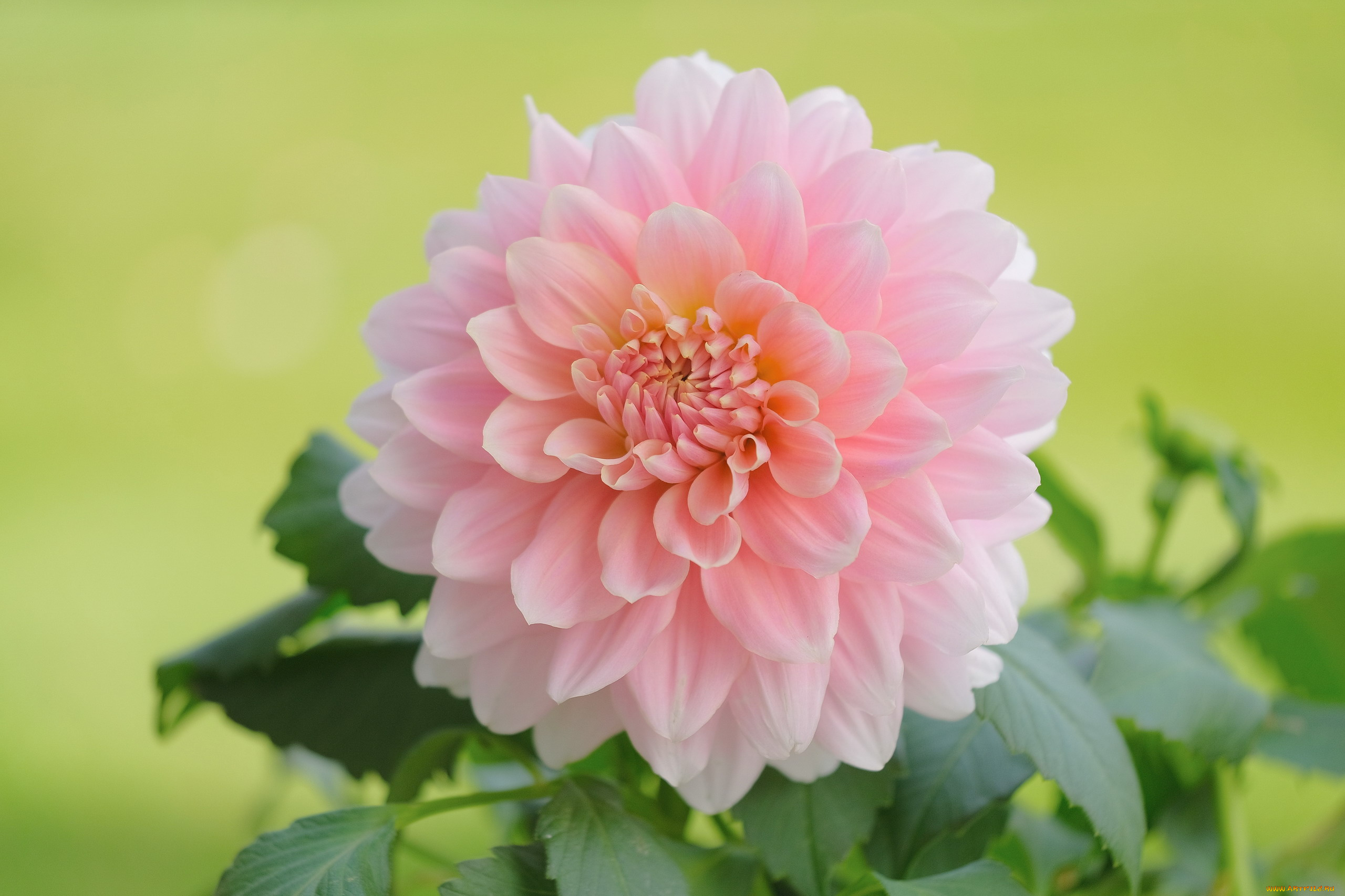 цветы, георгины, розовый, георгин, макро