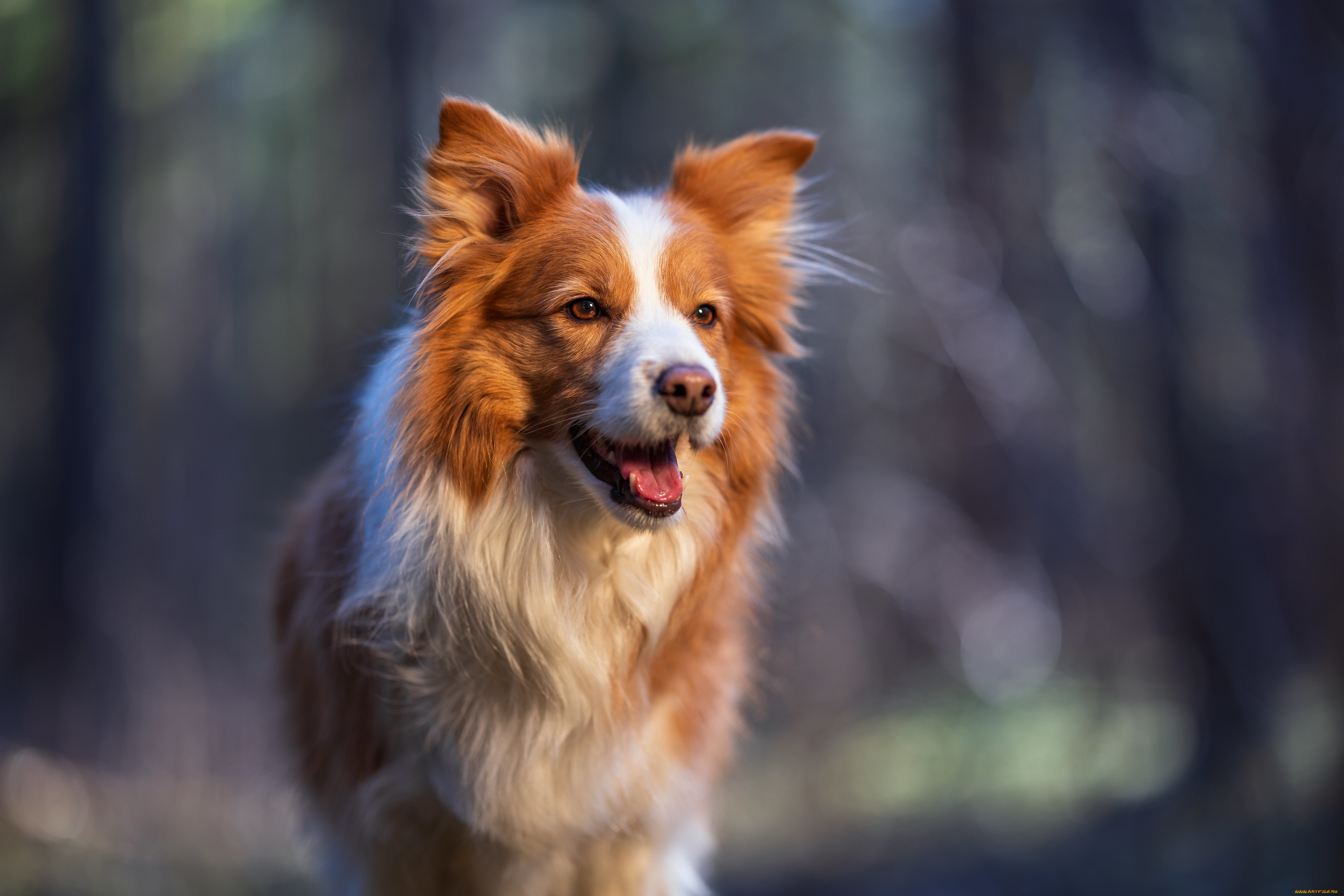 животные, собаки, собака