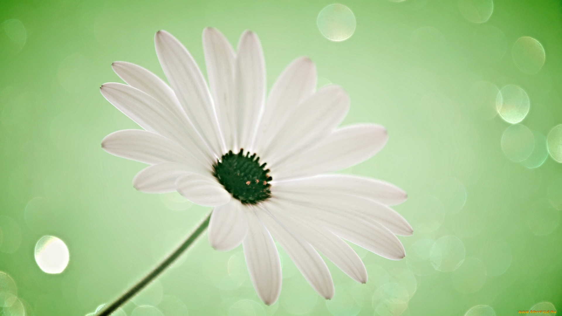 цветы, ромашки, цветок