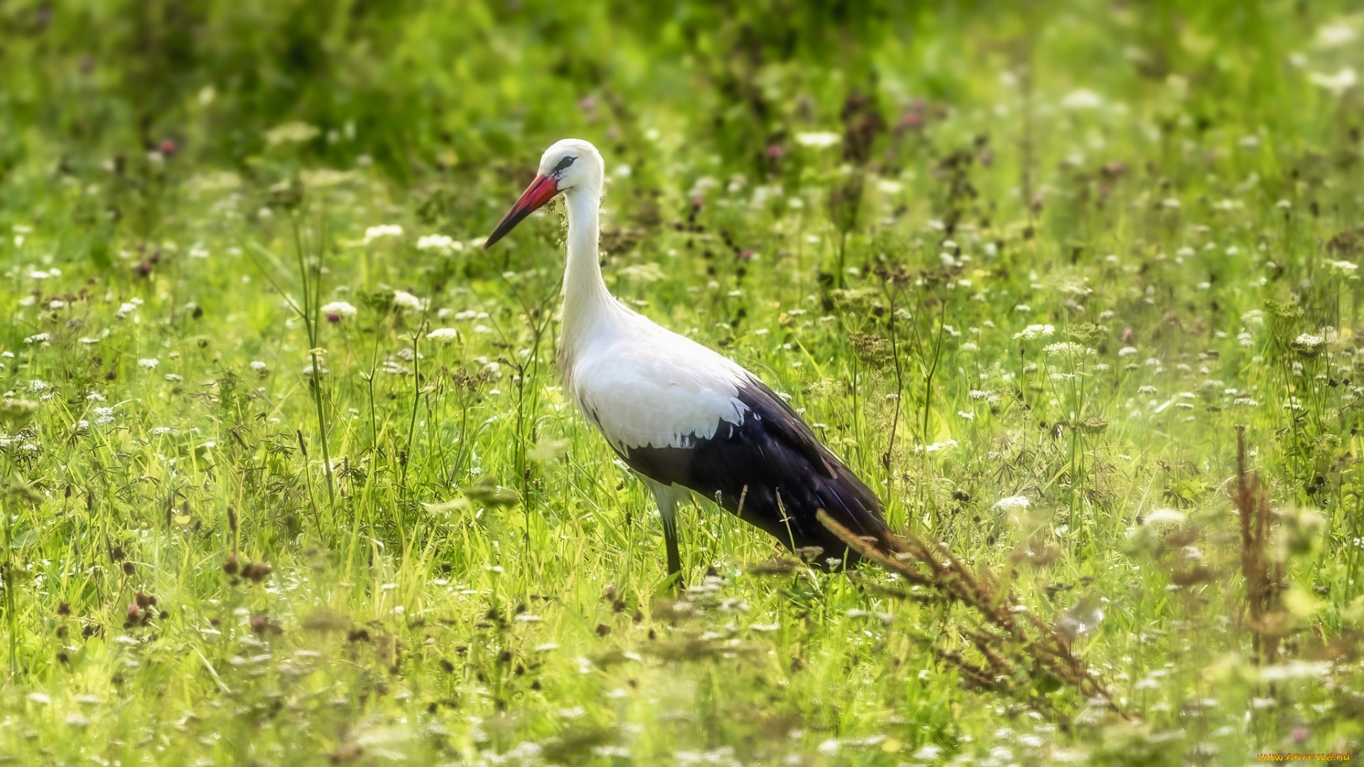животные, аисты, аист