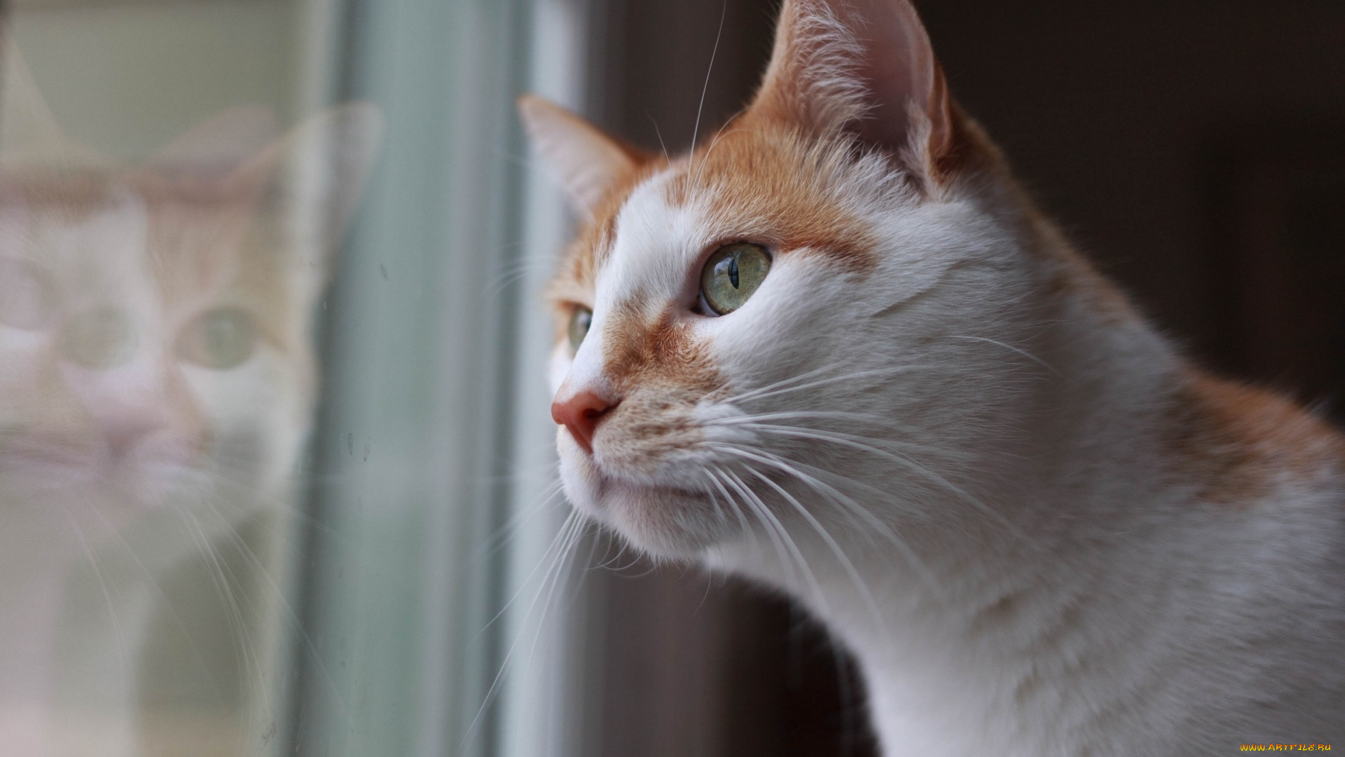 животные, коты, кот, кошка