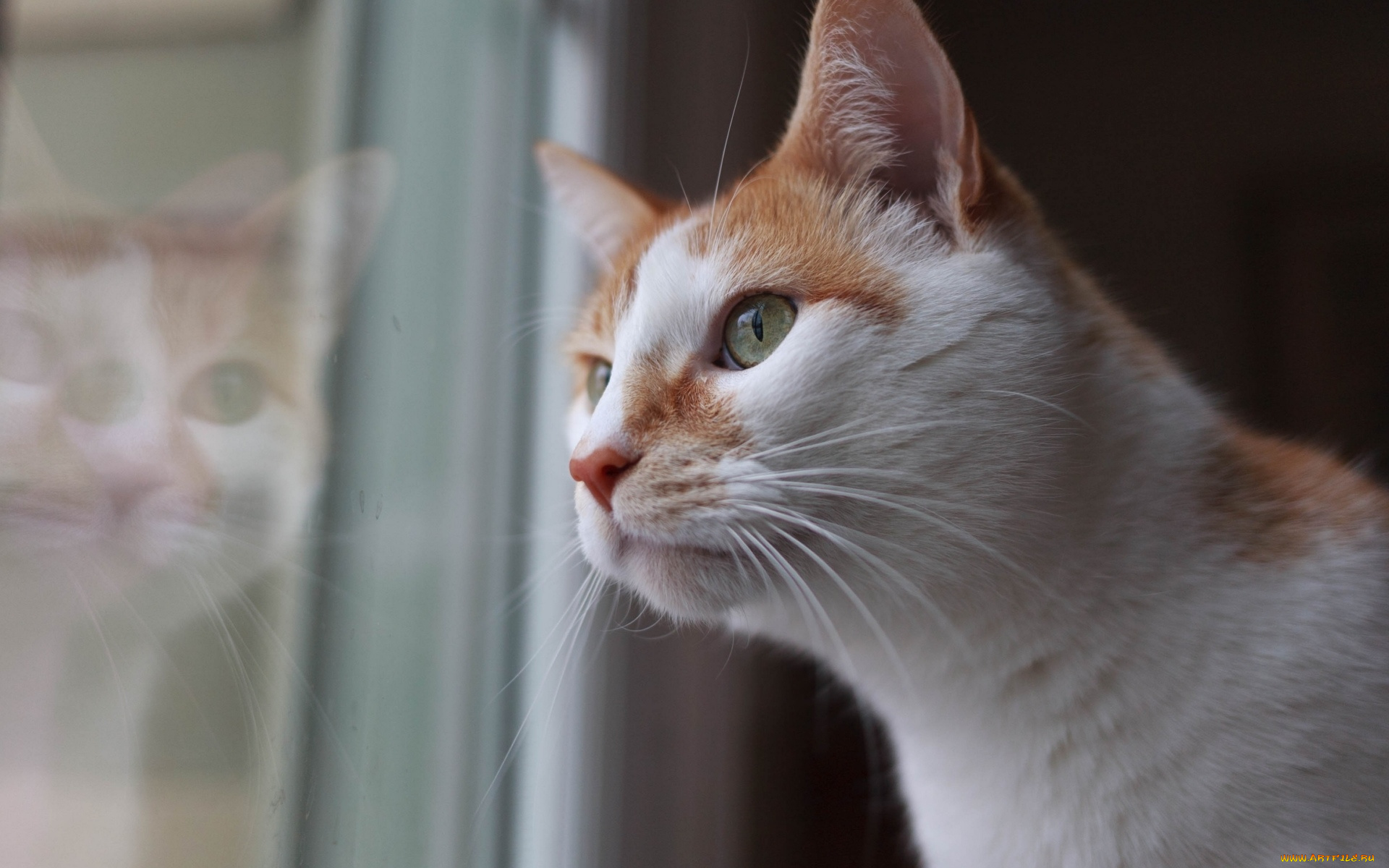 животные, коты, кот, кошка