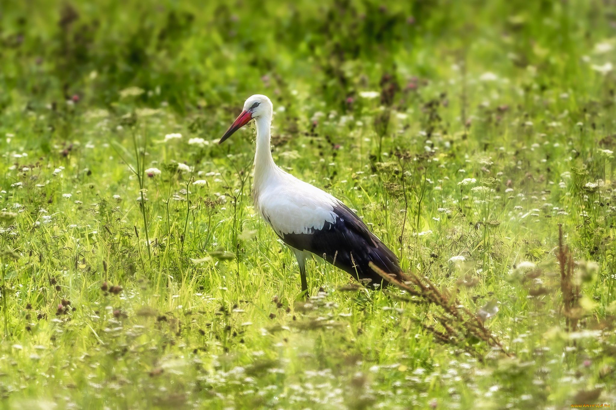 животные, аисты, аист