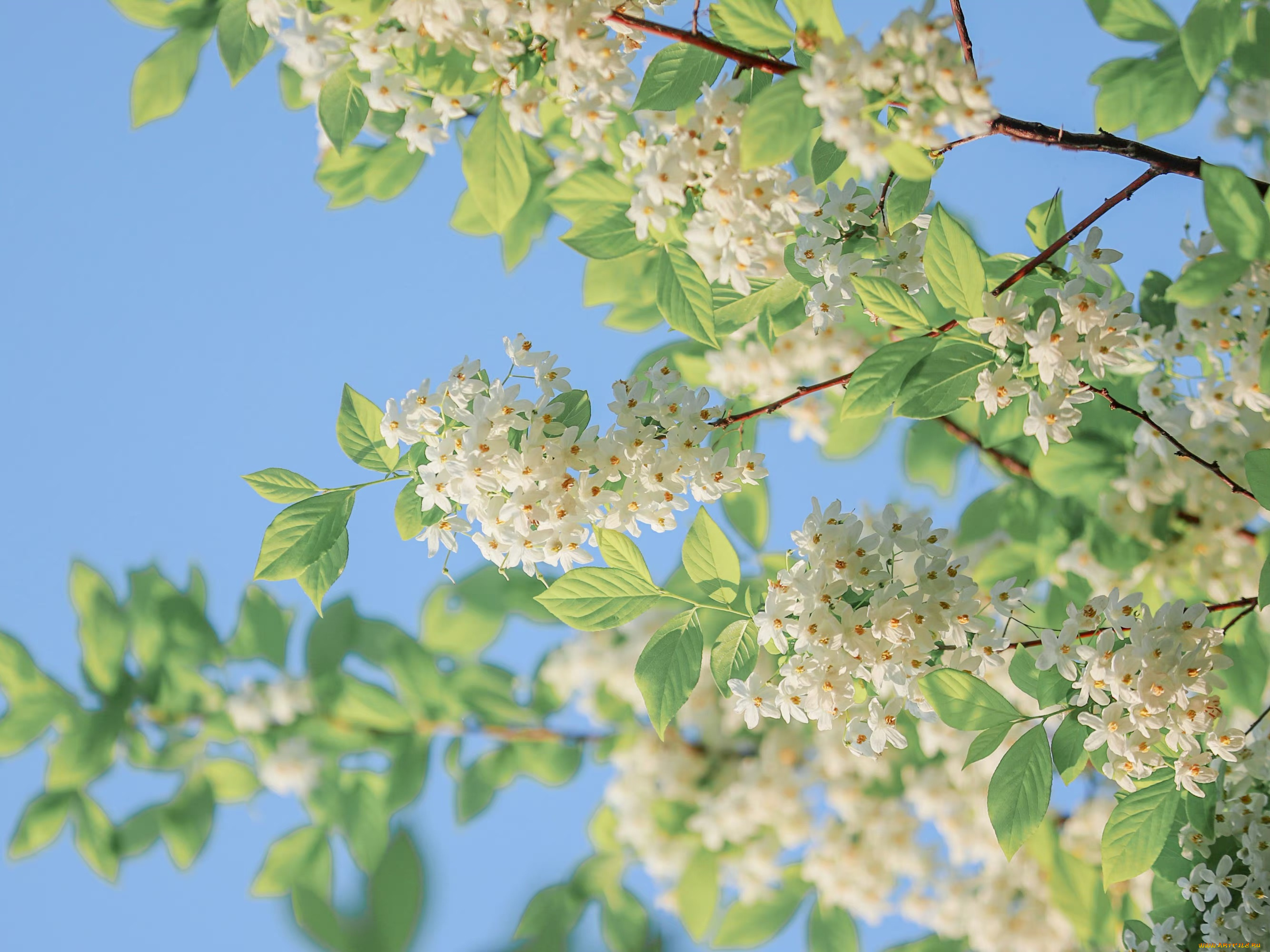 цветы, цветущие, деревья, , , кустарники, белые