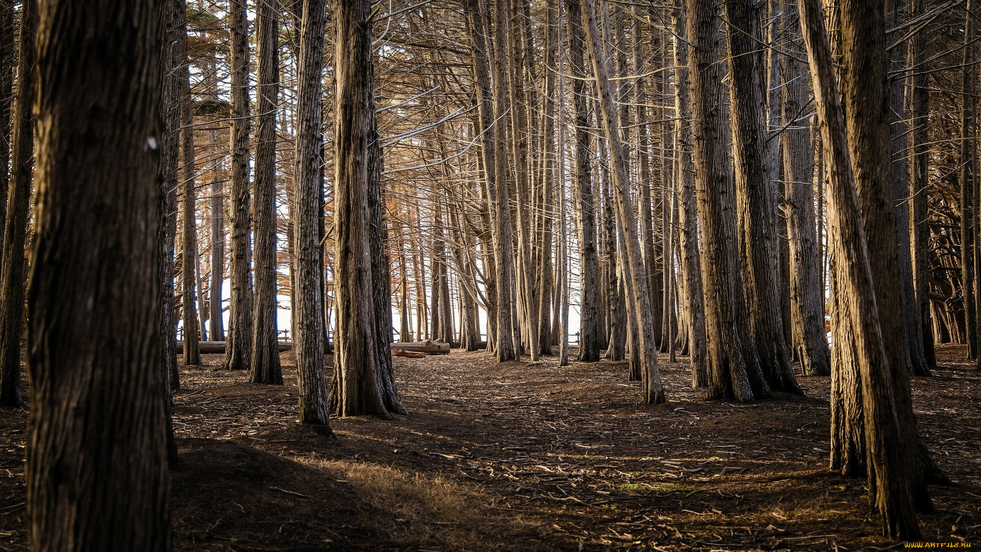 природа, лес, деревья