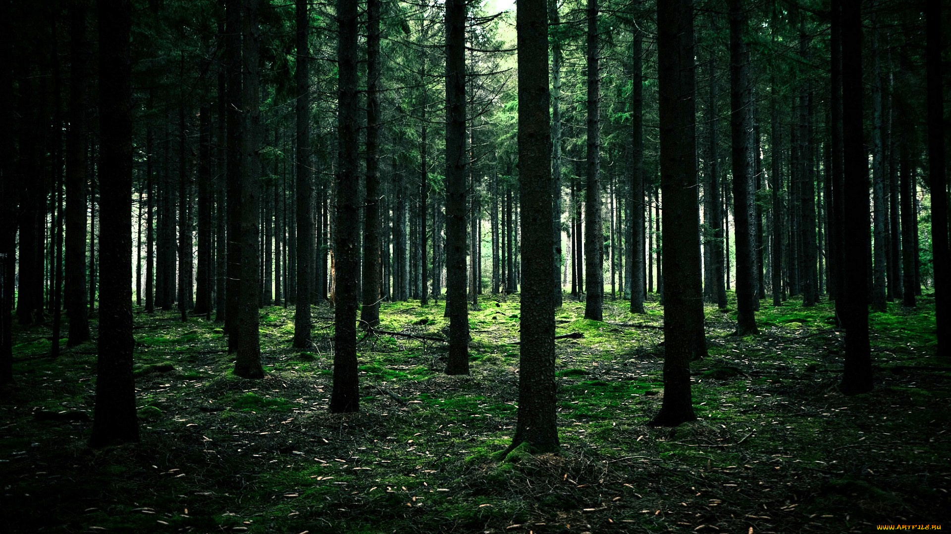 природа, лес, деревья, мох