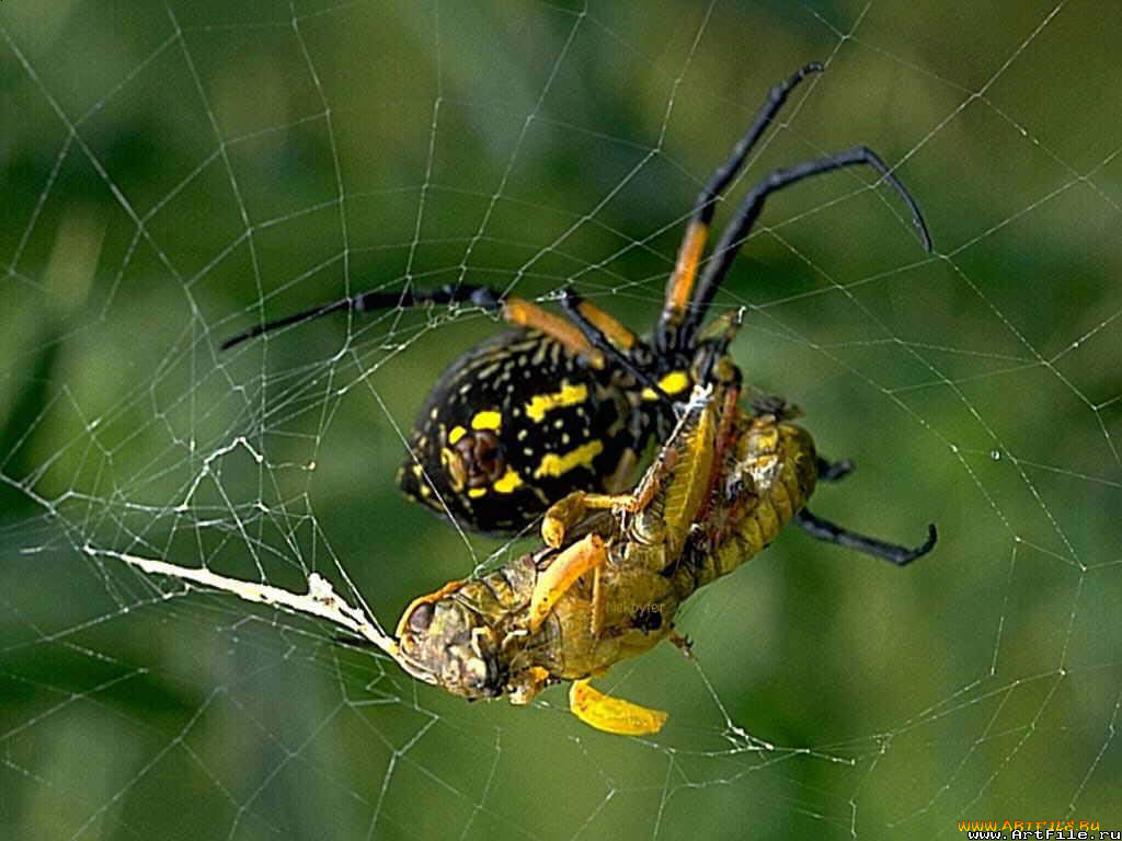 паук, поедает, кузнечика, животные, пауки