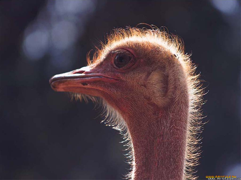 страус, животные, страусы