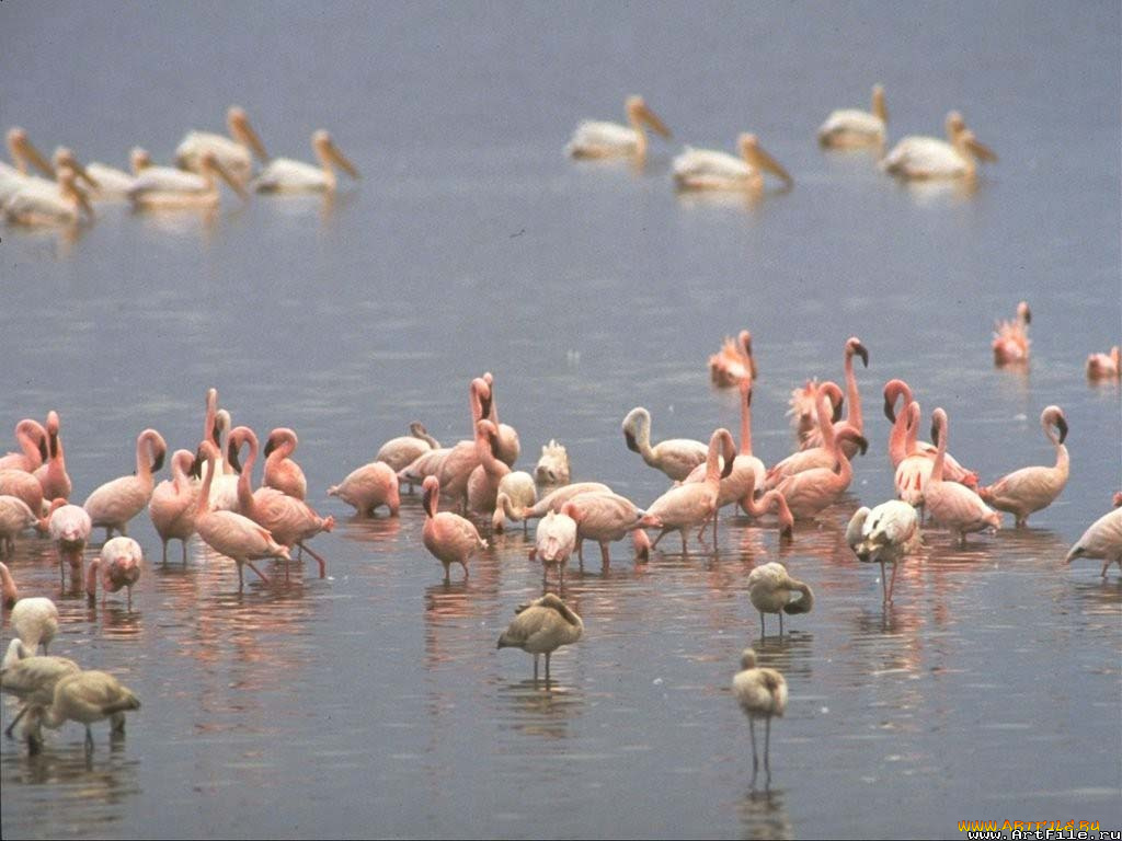 животные, фламинго